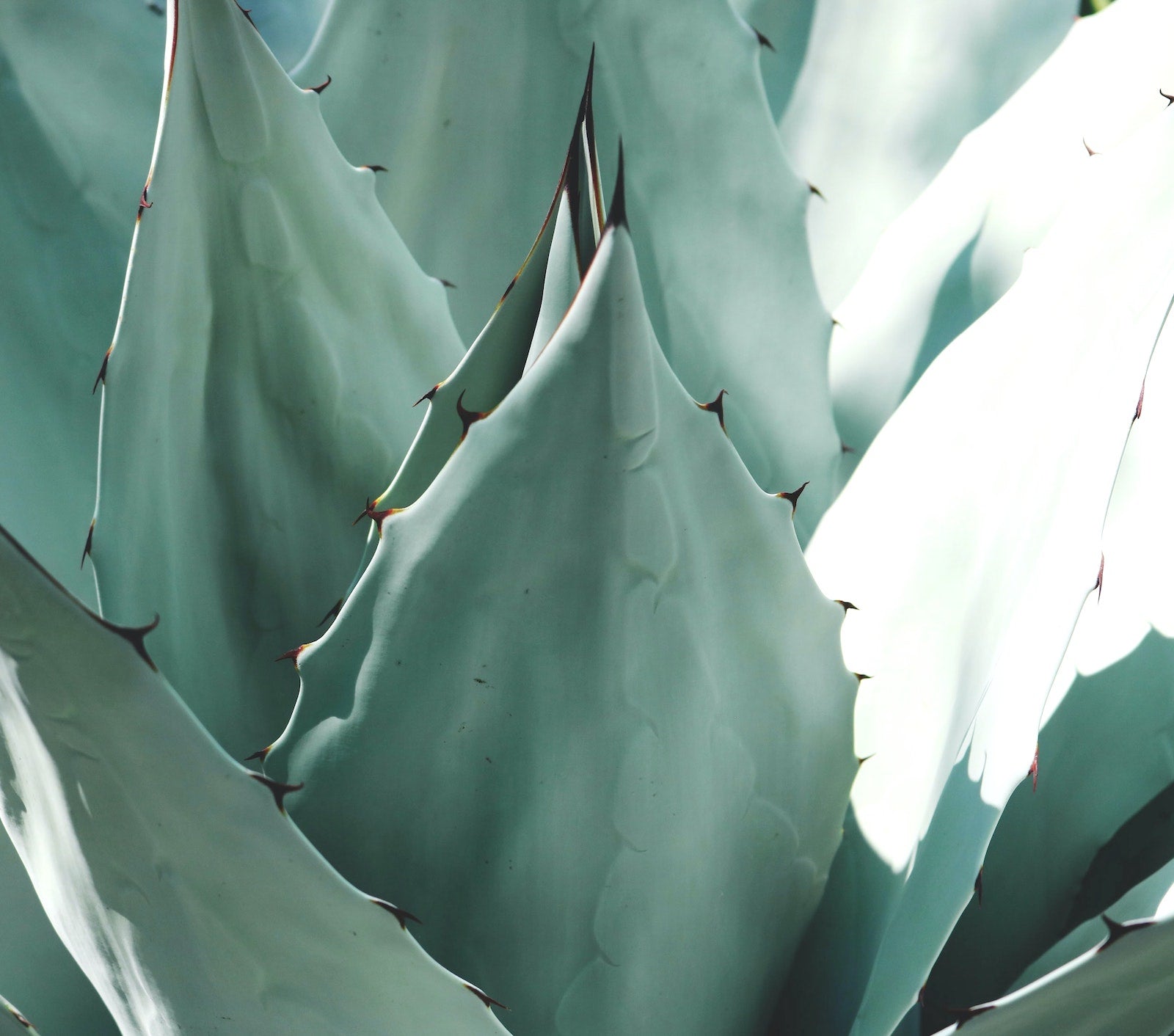 All About The Multi-Purpose Aloe Vera | Ambrosia | Hong Kong
