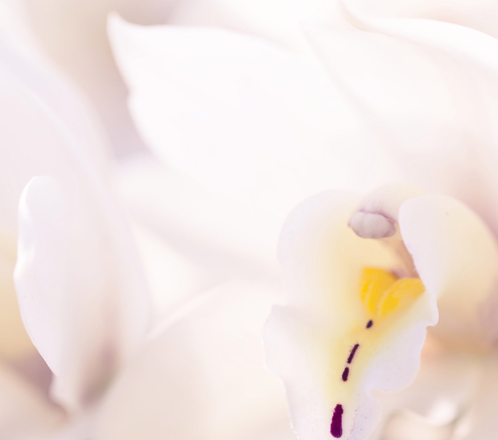 What Is Toner and What Are Its Benefits? | Ambrosia | Hong Kong