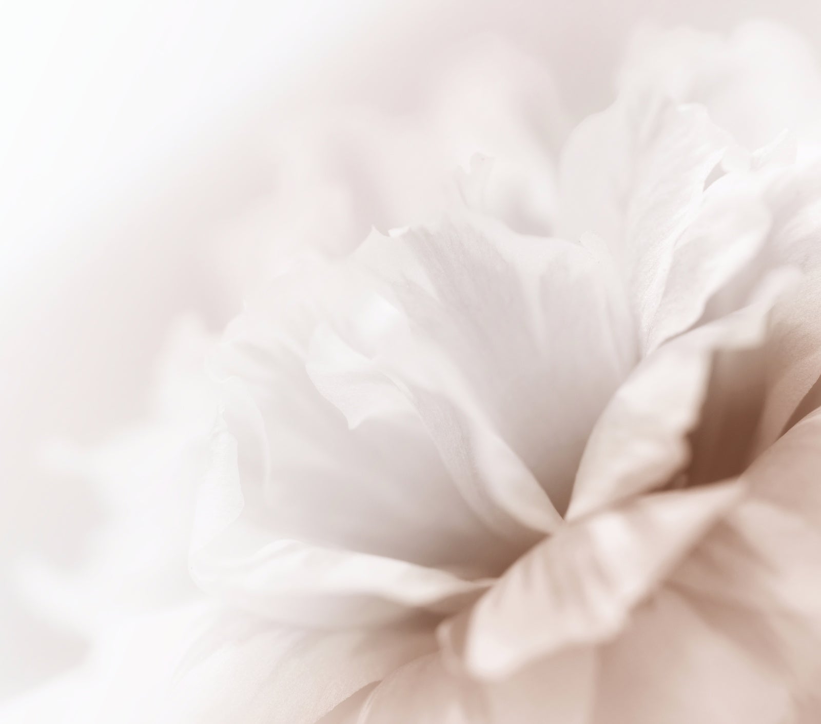 5 Retinol Myths Debunked | Ambrosia | Hong Kong