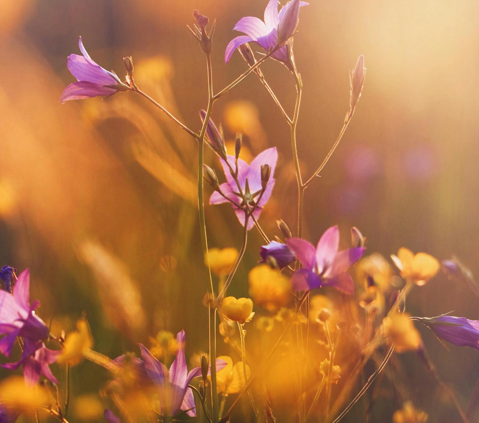 為何身體慢性發炎會影響皮膚？身體又如何會慢性發炎？