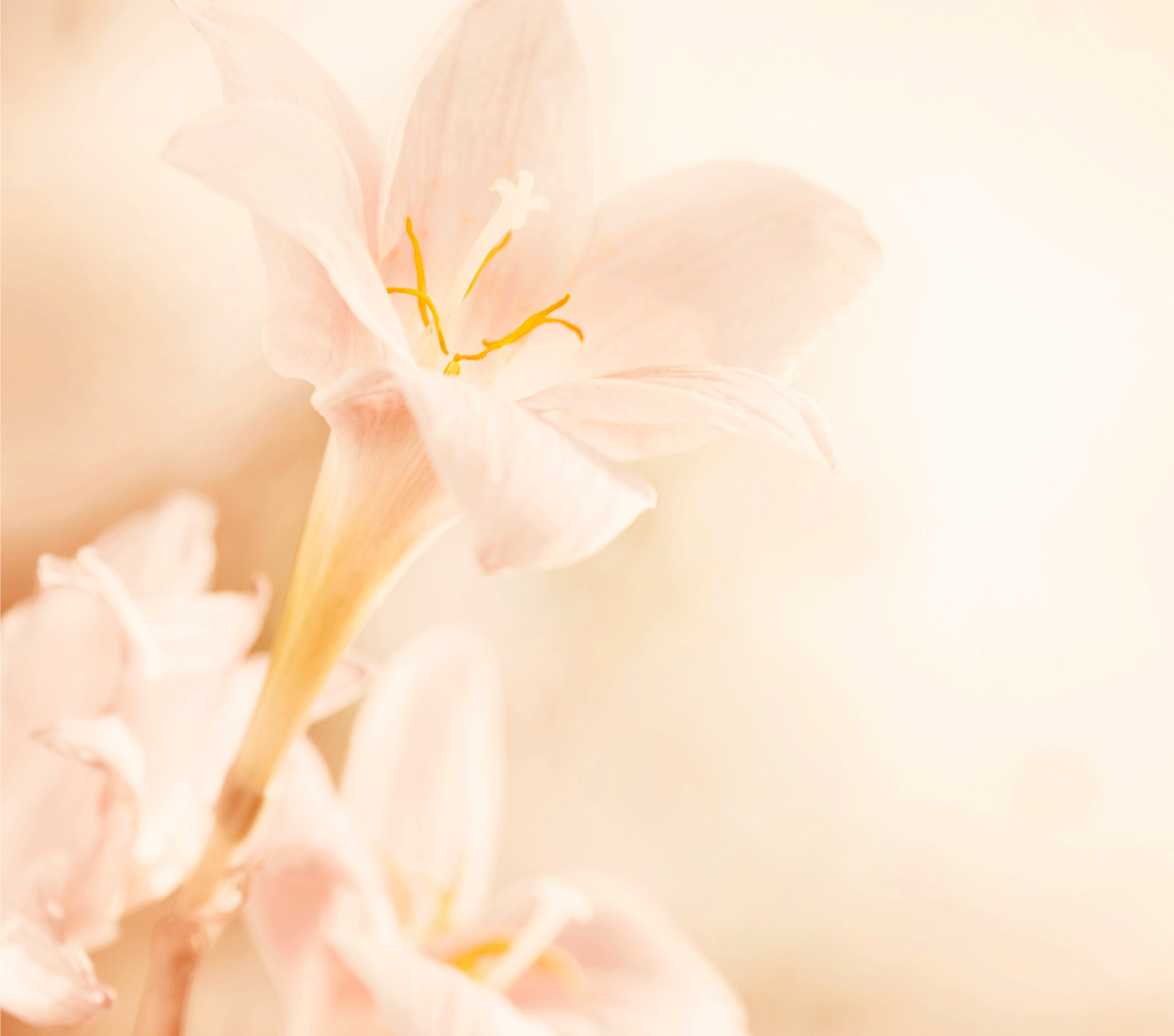 拆解美白淡斑祛印十大謬論