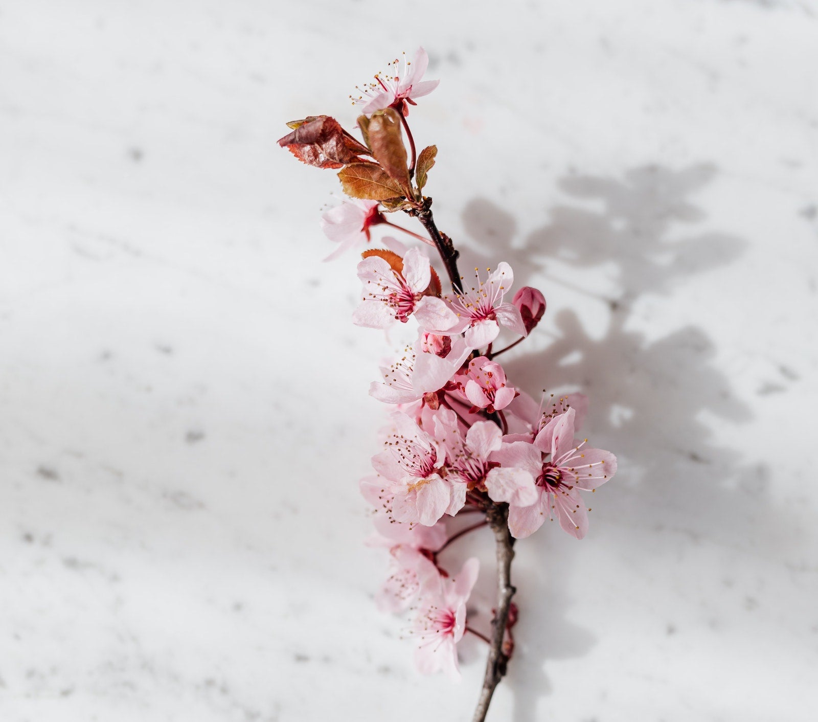 The Best Ways To Deal With Congested Skin | Ambrosia | Hong Kong