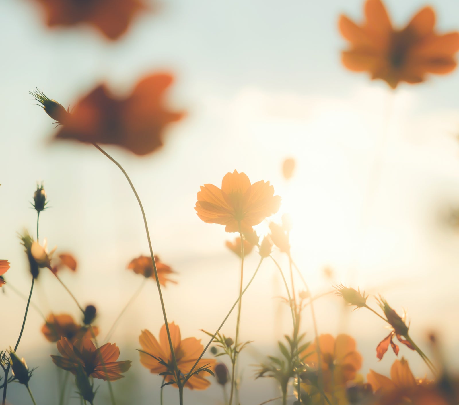 5 Main Skin Benefits of Squalane | Ambrosia | Hong Kong