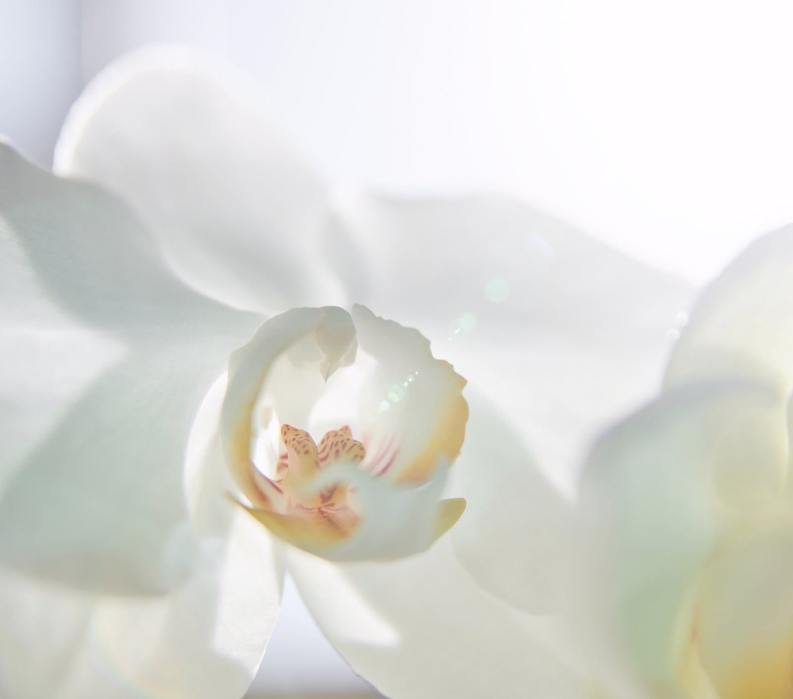 必讀！成人暗瘡、石頭瘡的改善及預防祕訣