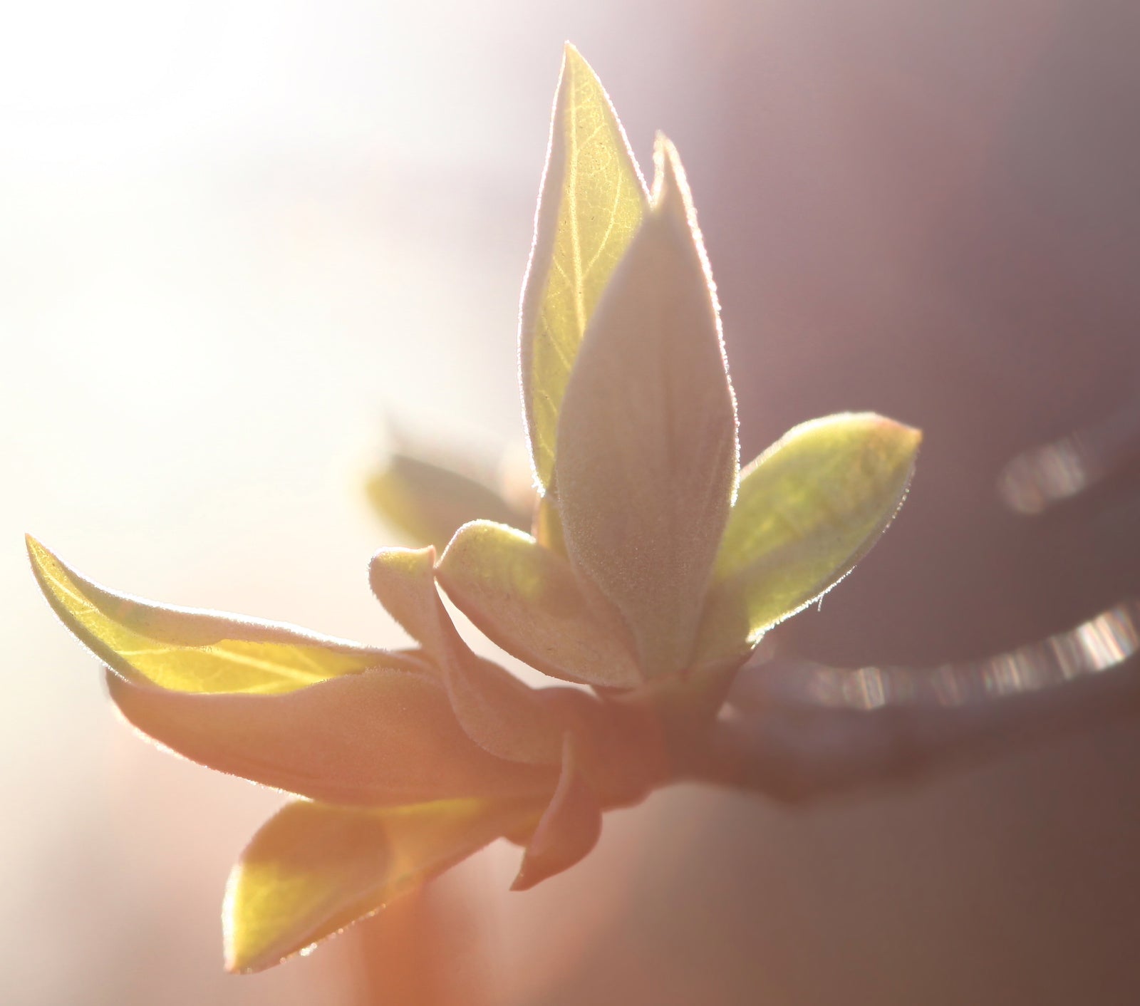 定期去角質的多重美肌功效