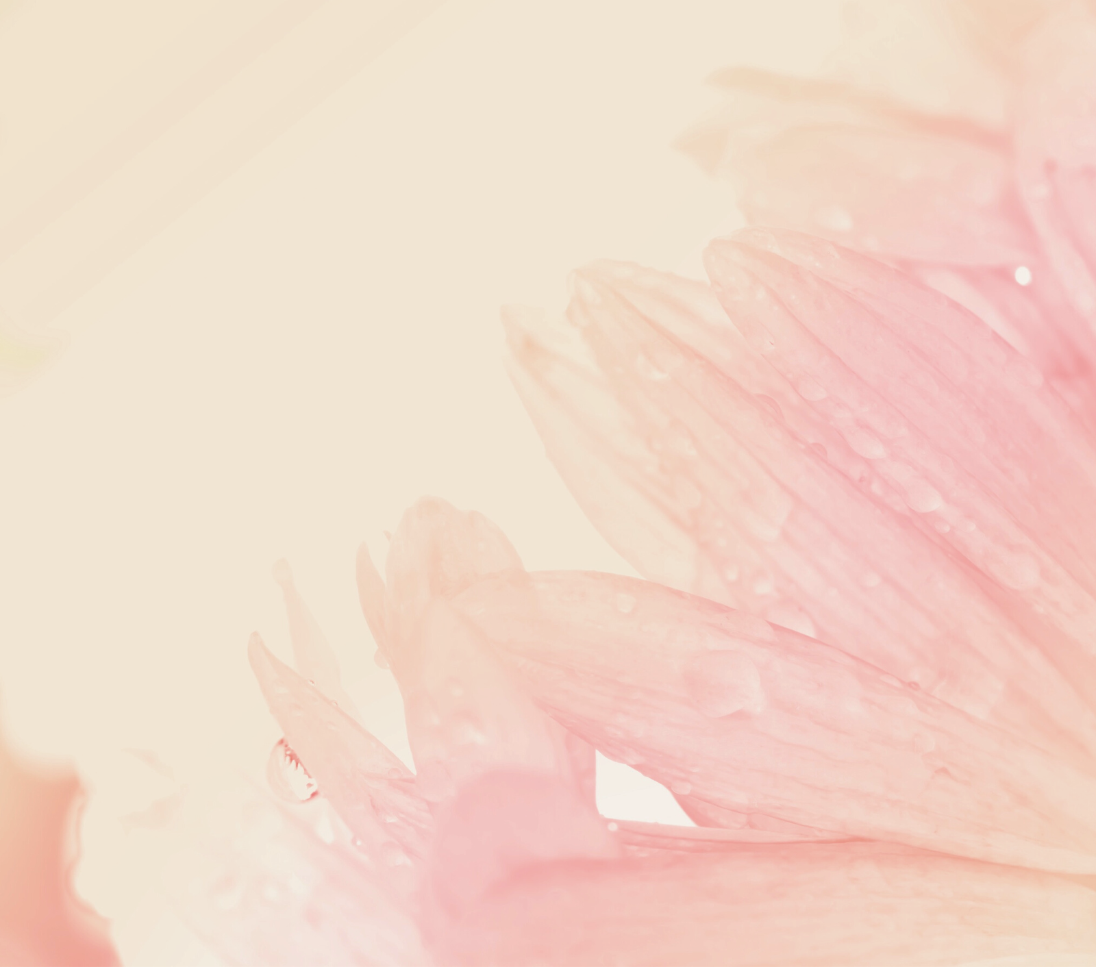 讓皮膚健康年輕的食物及營養素 - Part 1