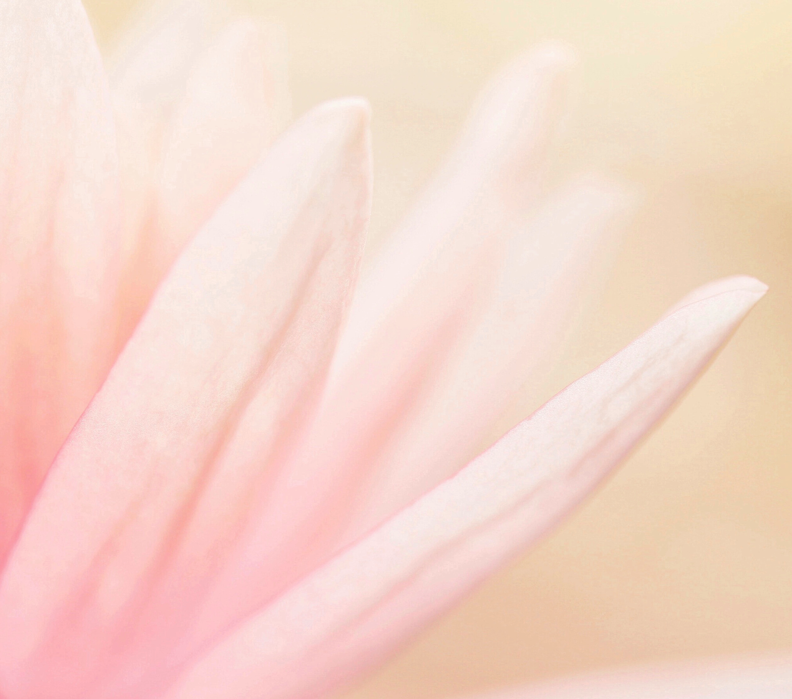 讓皮膚健康年輕的食物及營養素 - Part 2