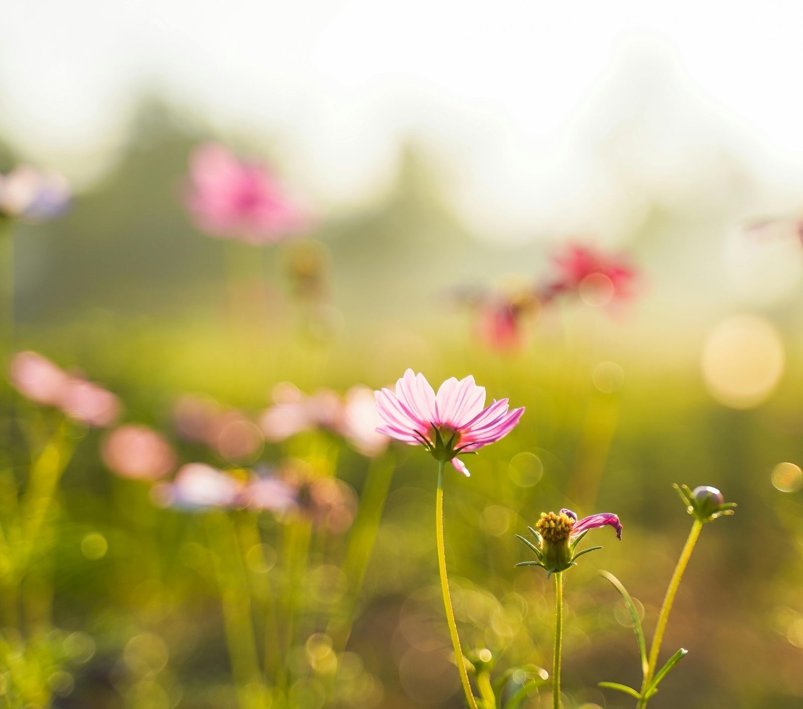 逆轉肌齡的秘密！生長因子與胜肽如何讓肌膚「返老還童」