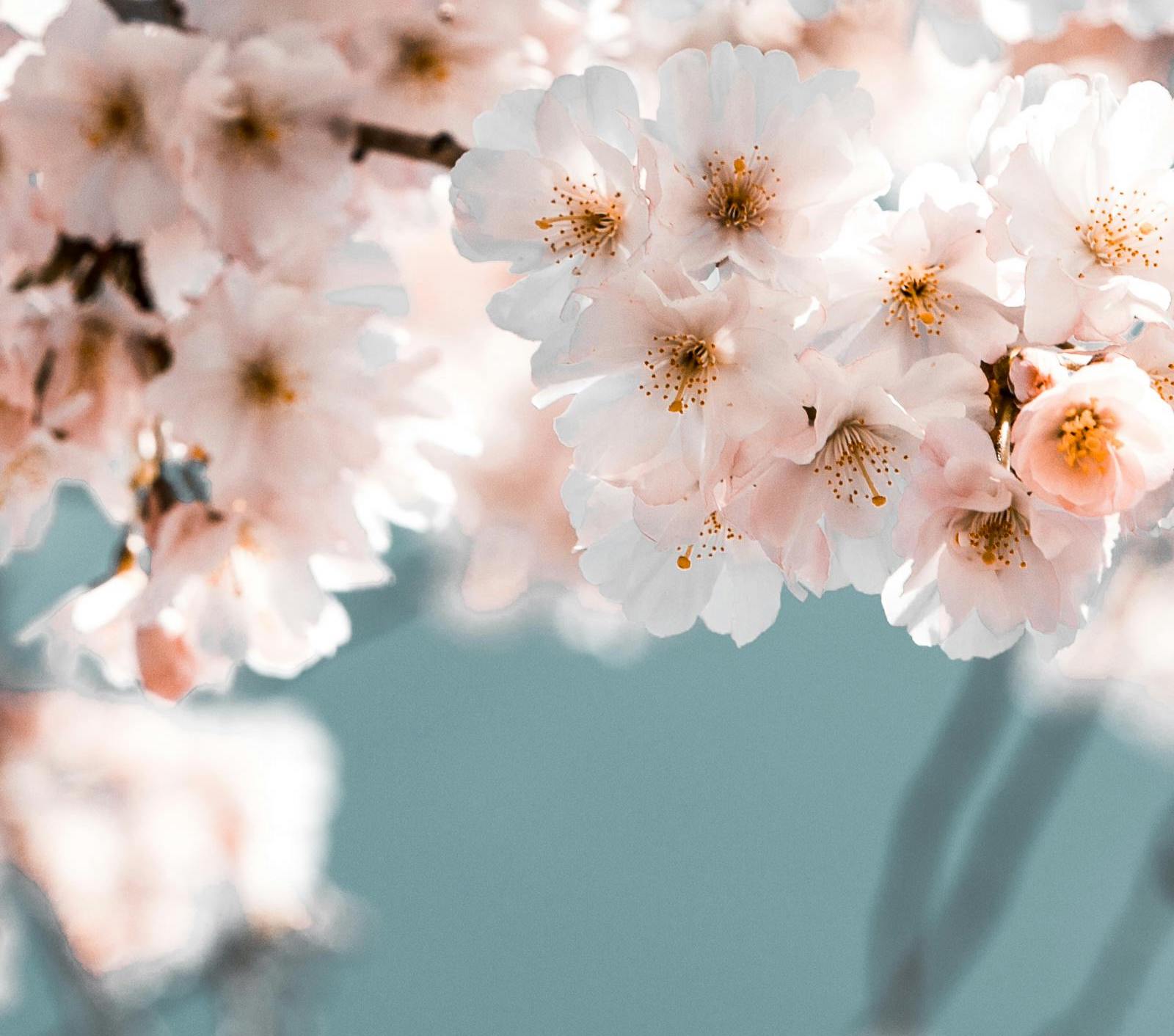 您有沒有「麩質臉」？麩質對皮膚和外觀的影響