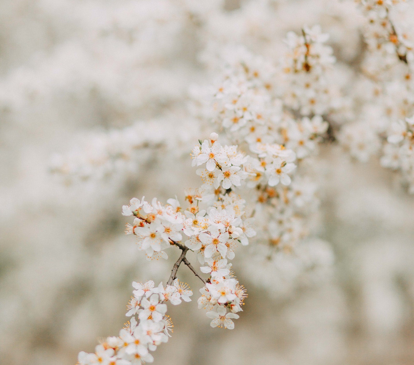 糖化與皮膚老化的重要關連