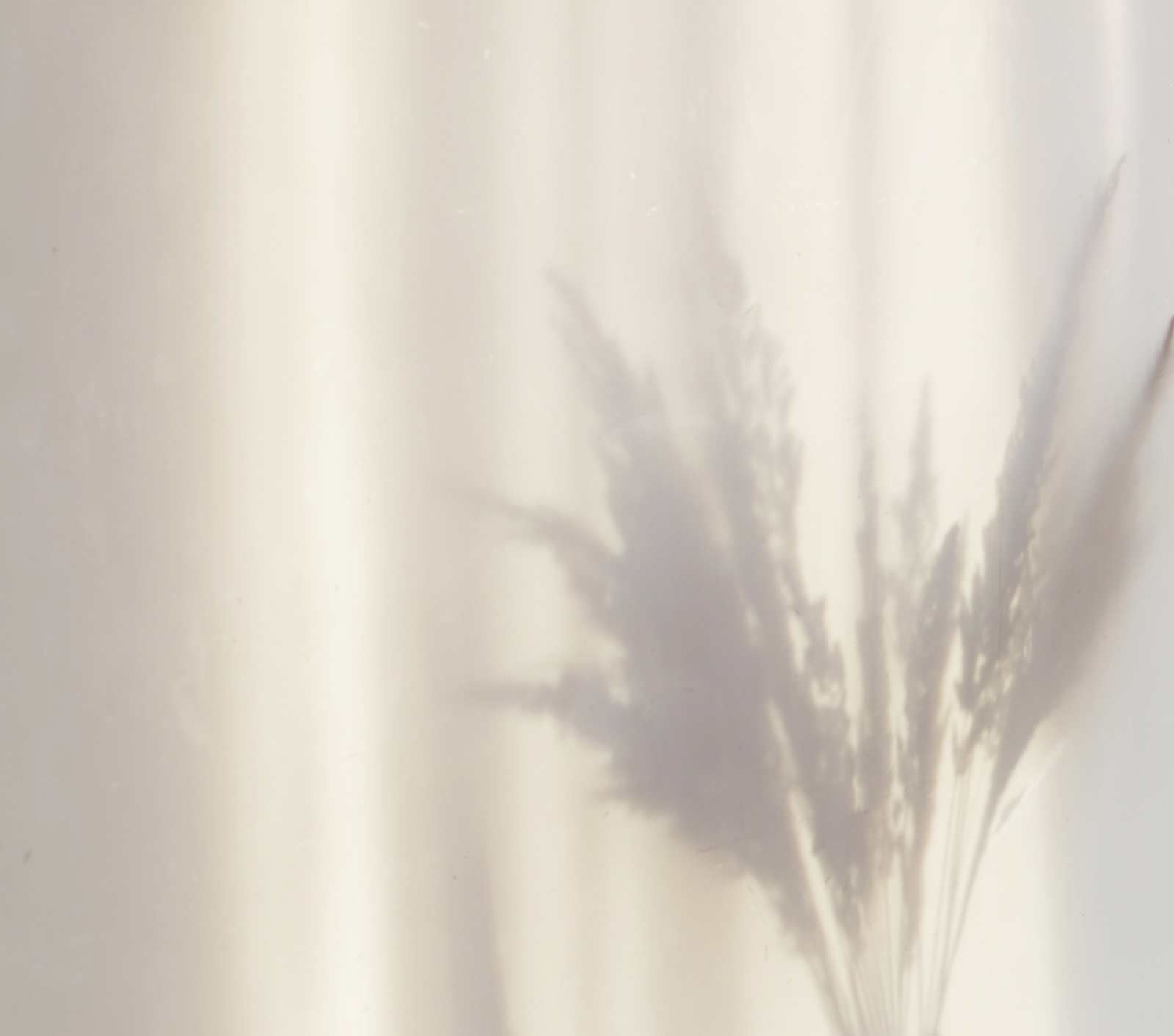 積雪草：適合所有膚質的抗衰老秘密成分