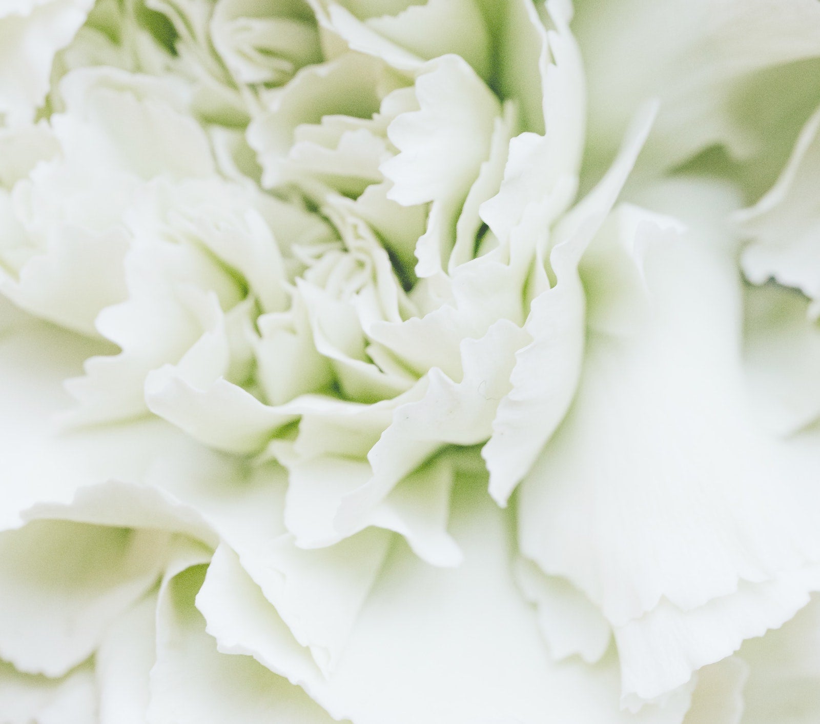 Antioxidants, The Key To Fighting Skin Aging | Ambrosia | Hong Kong