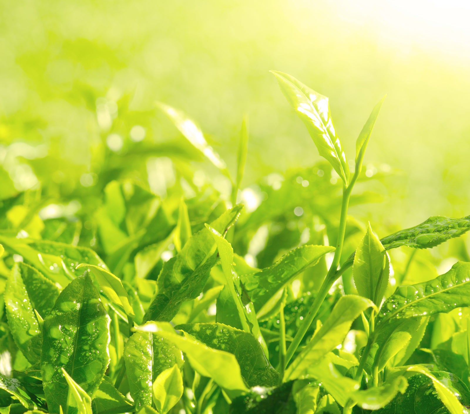 Benefits of Green Tea For Skin | Ambrosia | Hong Kong