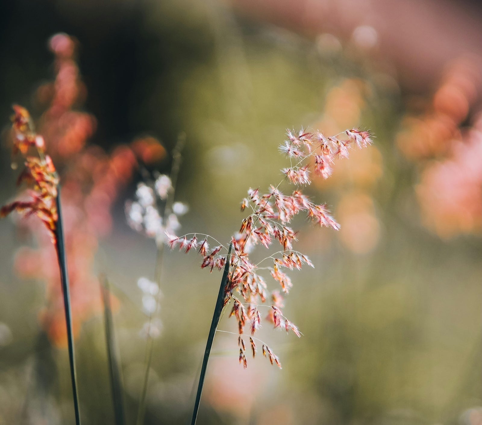 想擁有健康肌膚？必須從腸道健康著手！