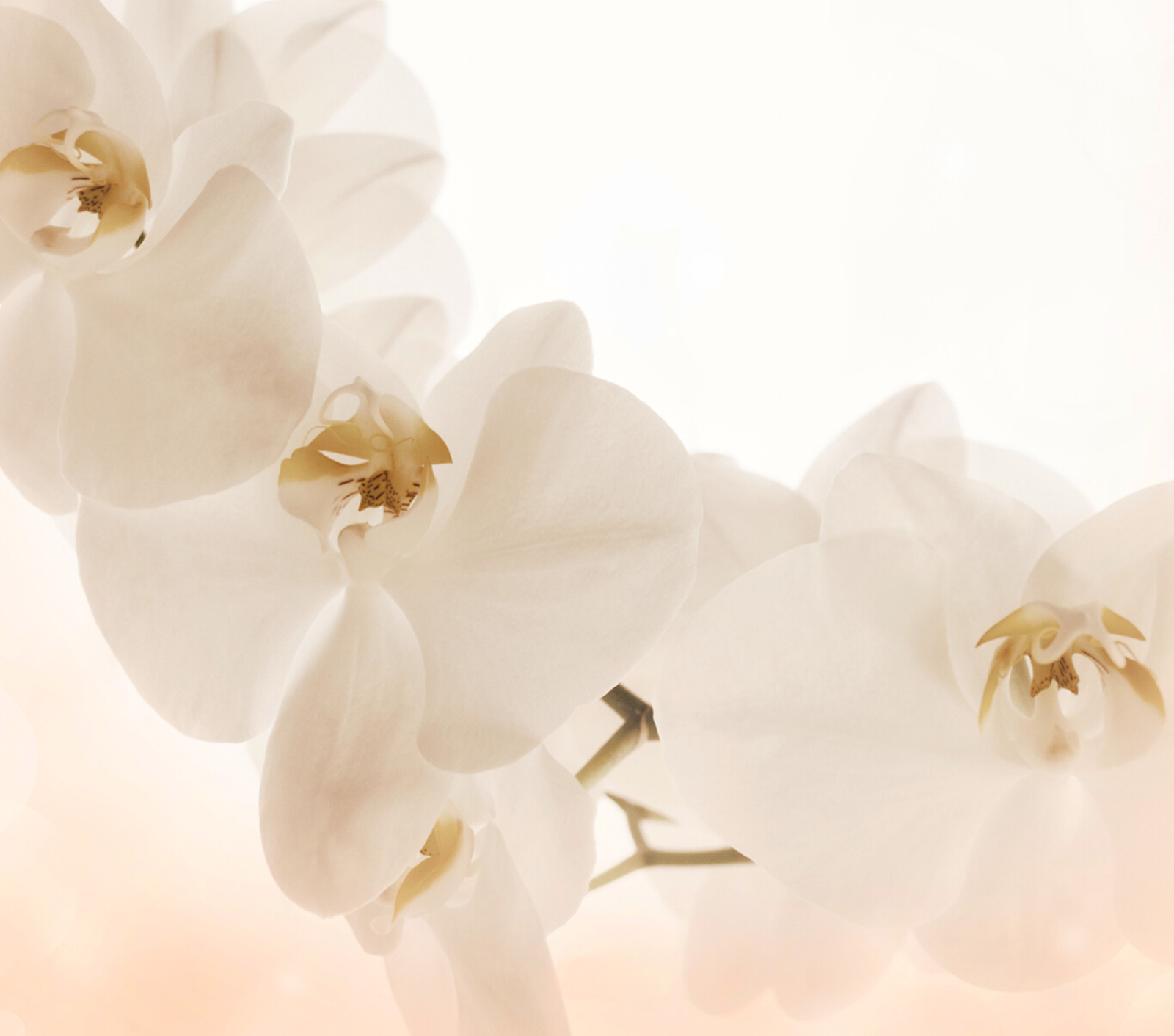 改善脫髮與截停上移髮線全攻略