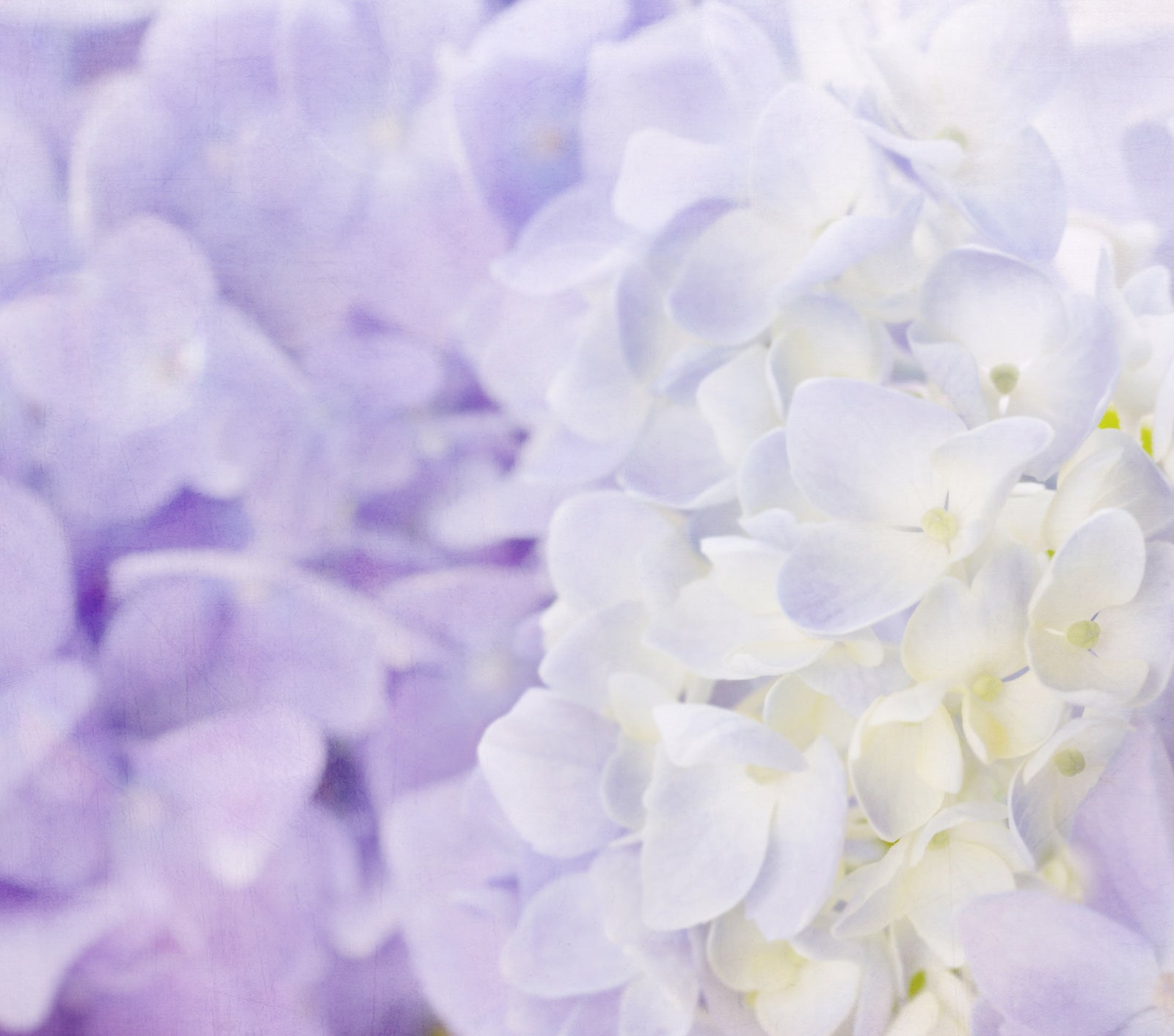 8 Tips To Hydrate Dehydrated & Dry Skin | Ambrosia | Hong Kong