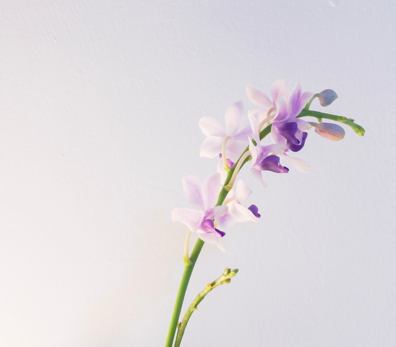 Skin Benefits of Jojoba Oil | Ambrosia | Hong Kong