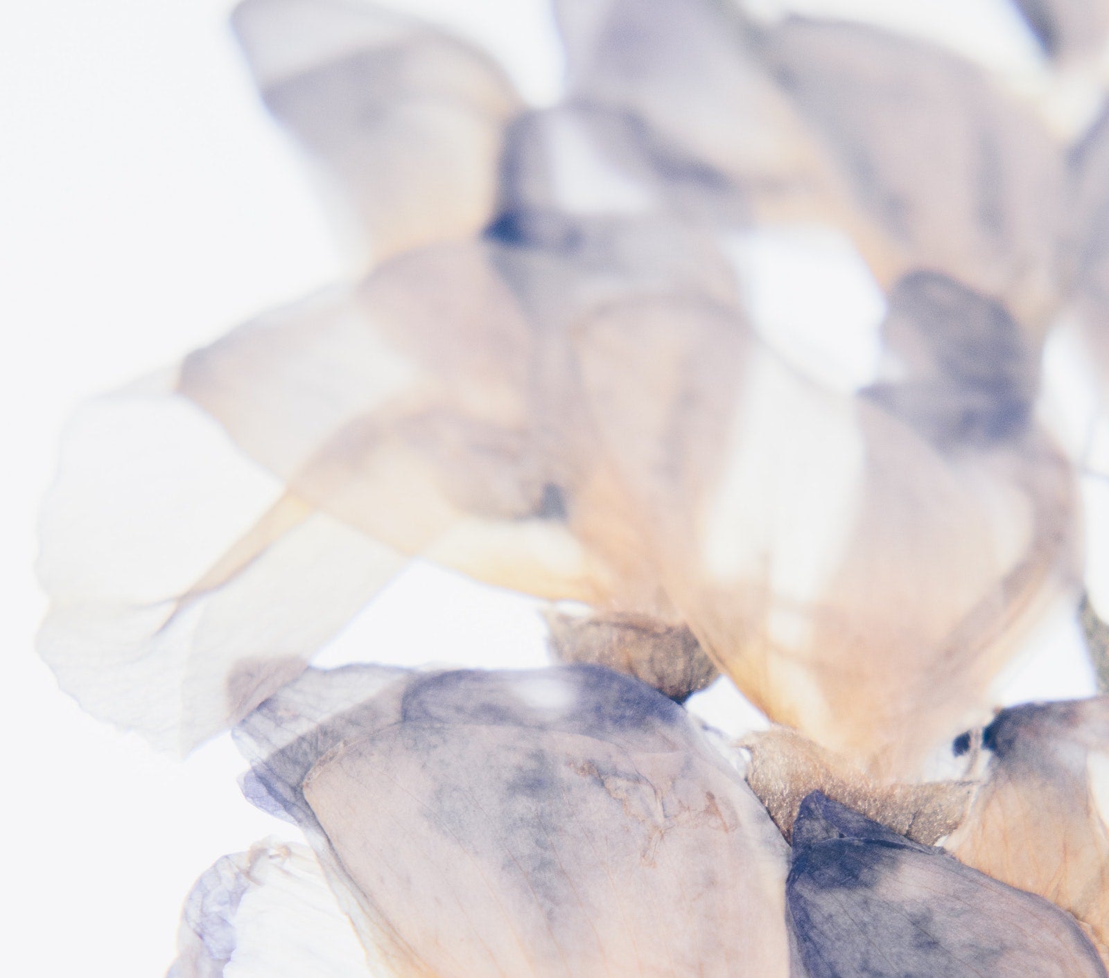 Guide to Reverse Sun Damages & Photoaging | Ambrosia | Hong Kong