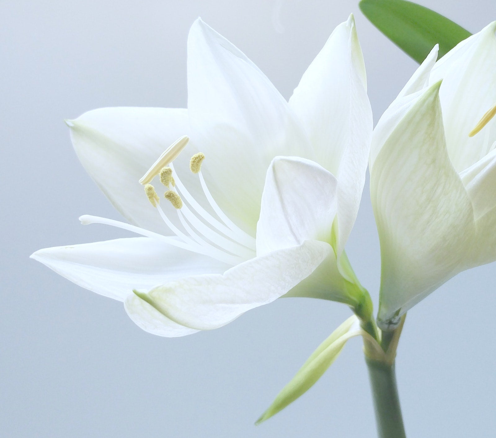 Licorice Root - The Natural Skin Brightener | Ambrosia | Hong Kong