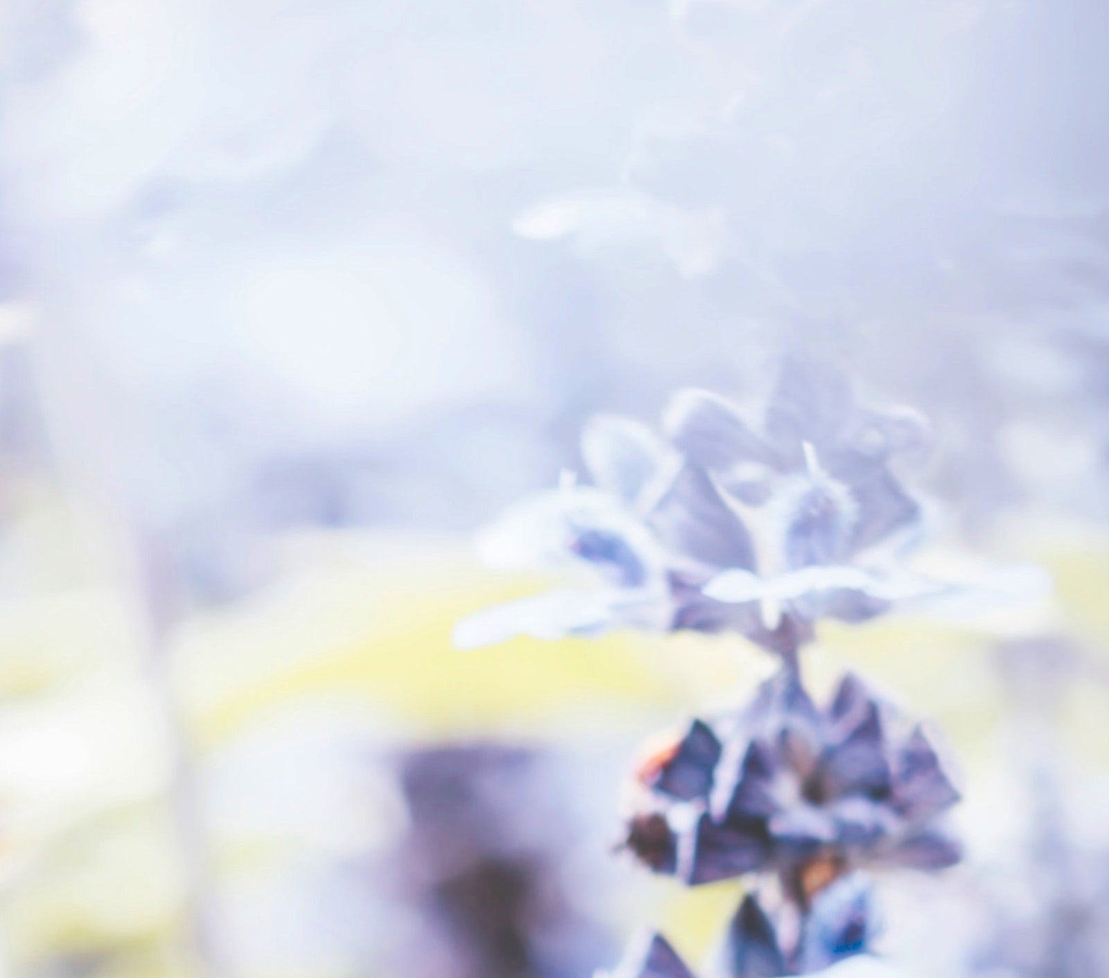 Best Ingredients For Neck and Décolletage Aging | Ambrosia | Hong Kong