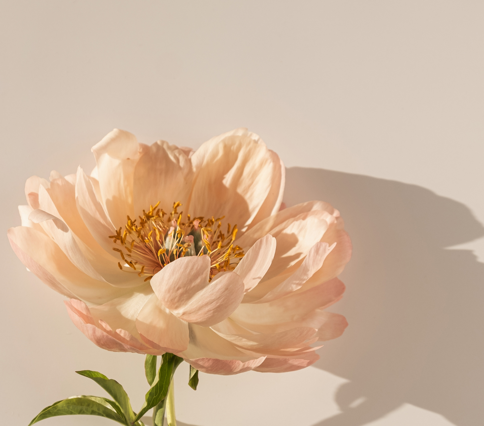 什麼是 β-胡蘿蔔素，而它又有什麼美肌效能？