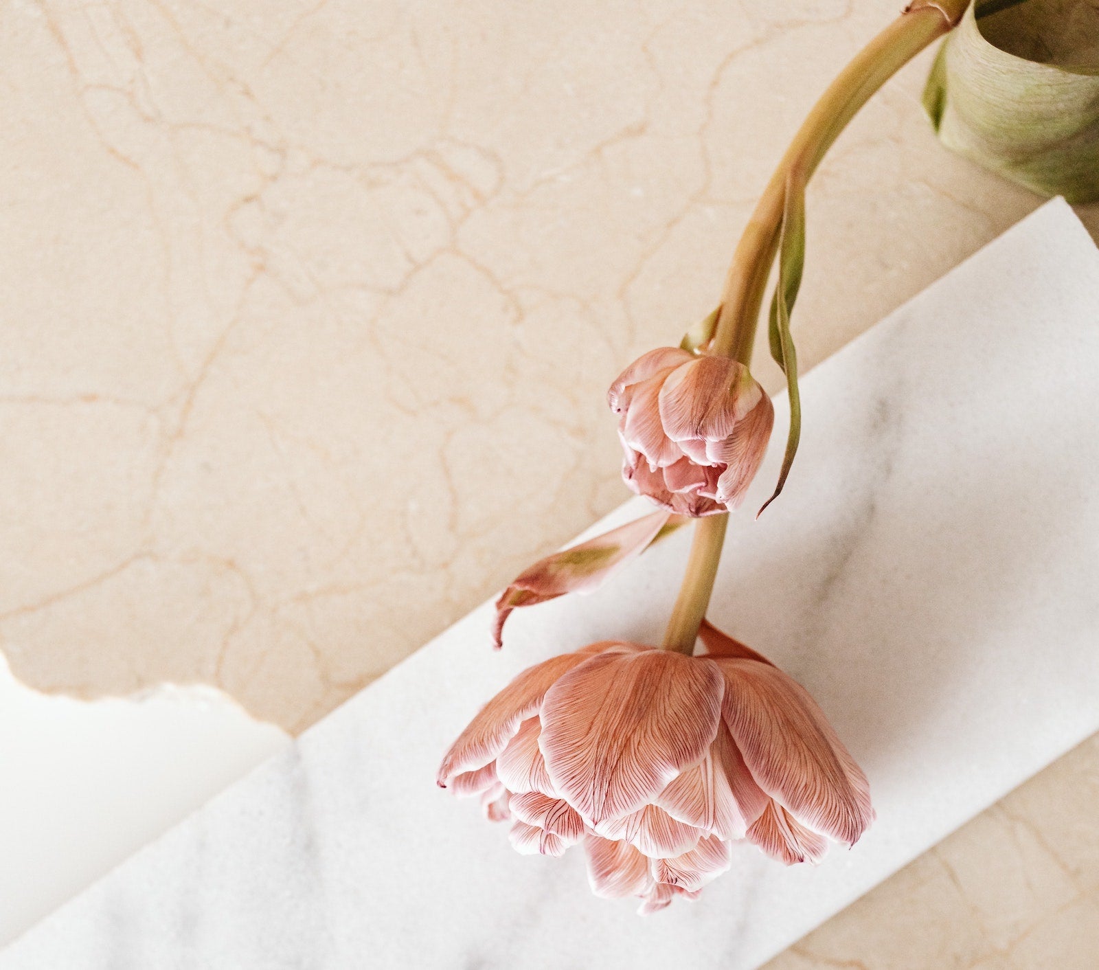 解構皮膚微生態和護膚用益生菌