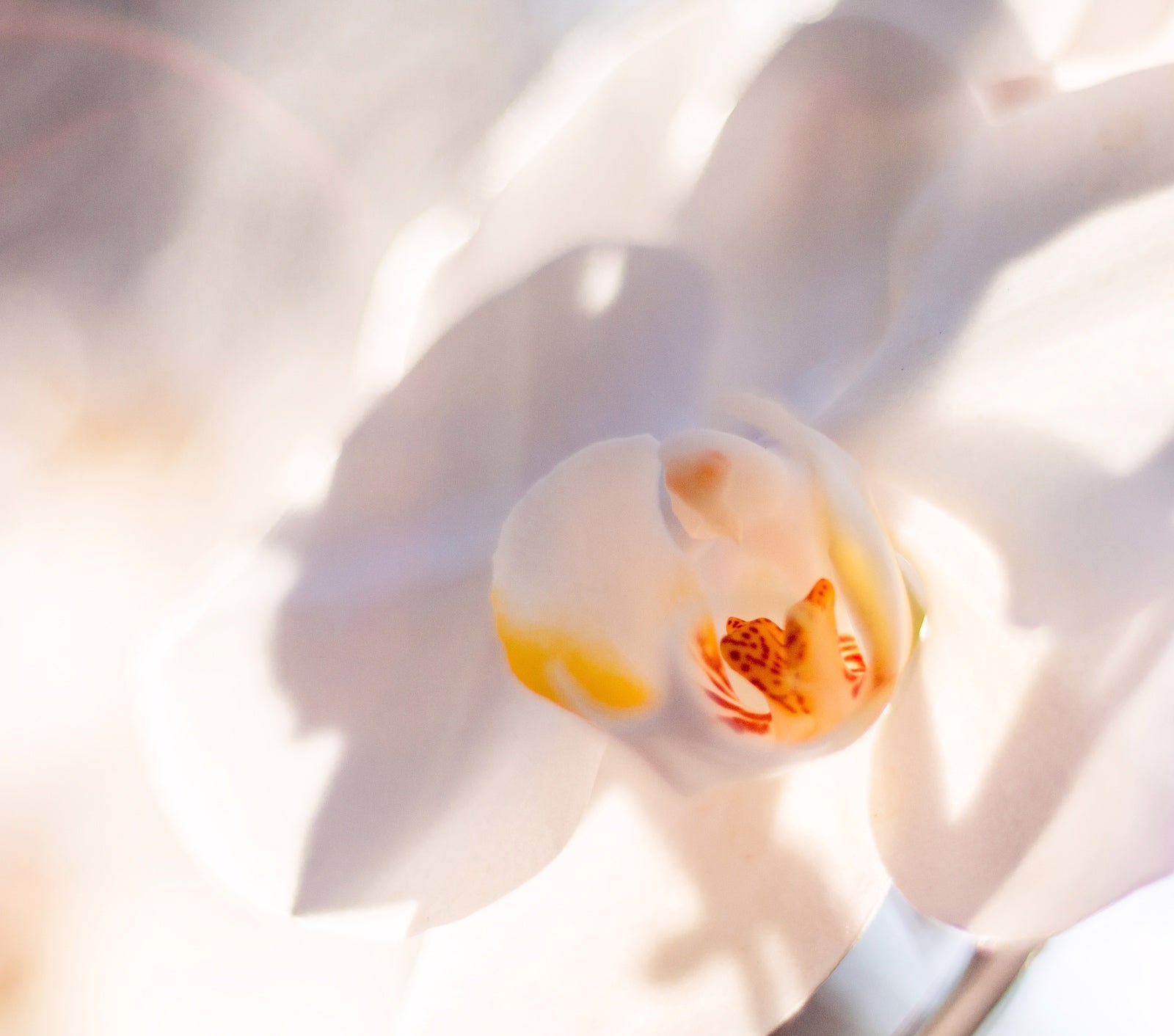 What Ingredients To Avoid In Your Skincare Products | Ambrosia | Hong Kong