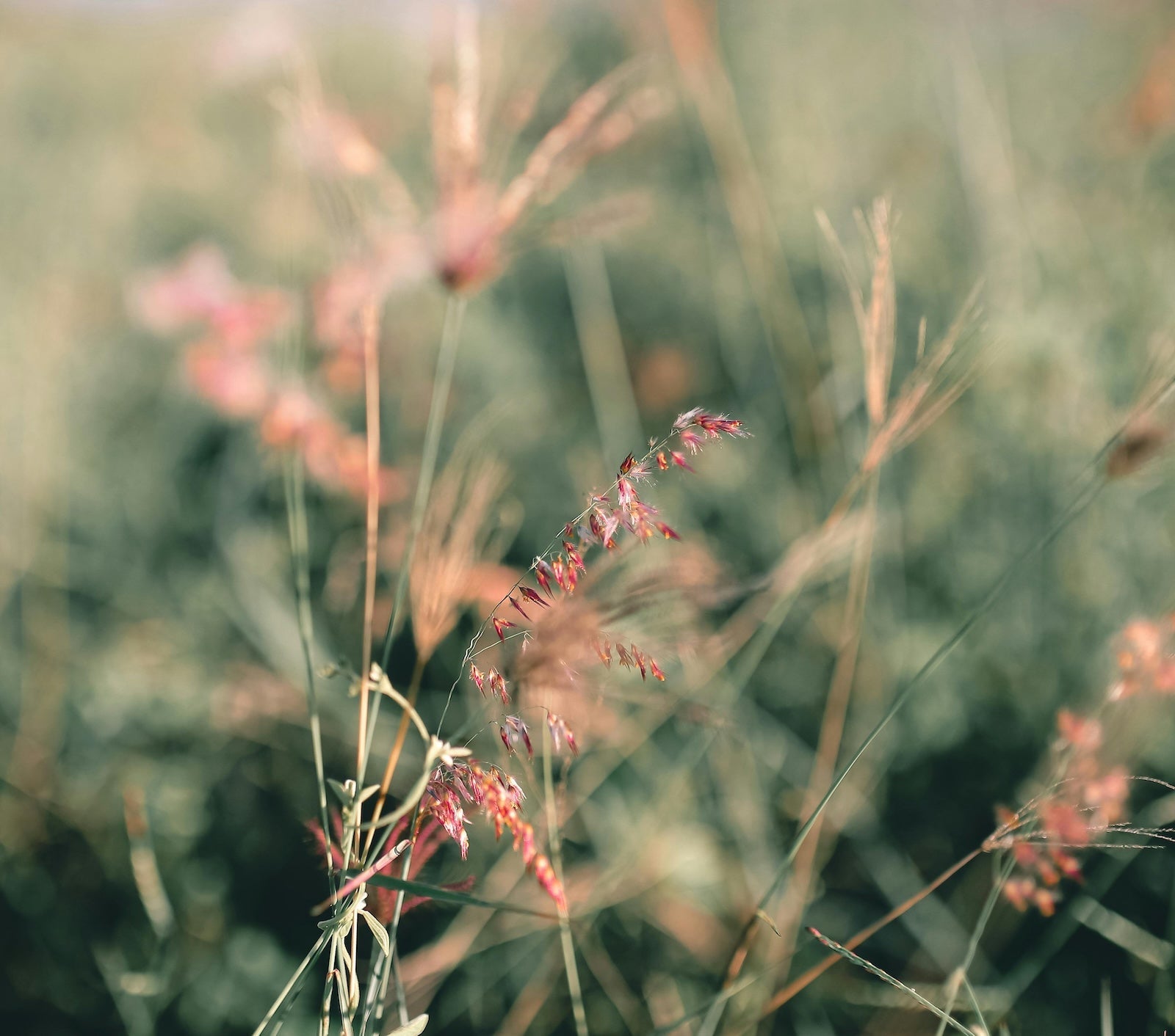 暗瘡炎症後的紅和啡色印? 最有效的預防及改善方法之紅印篇