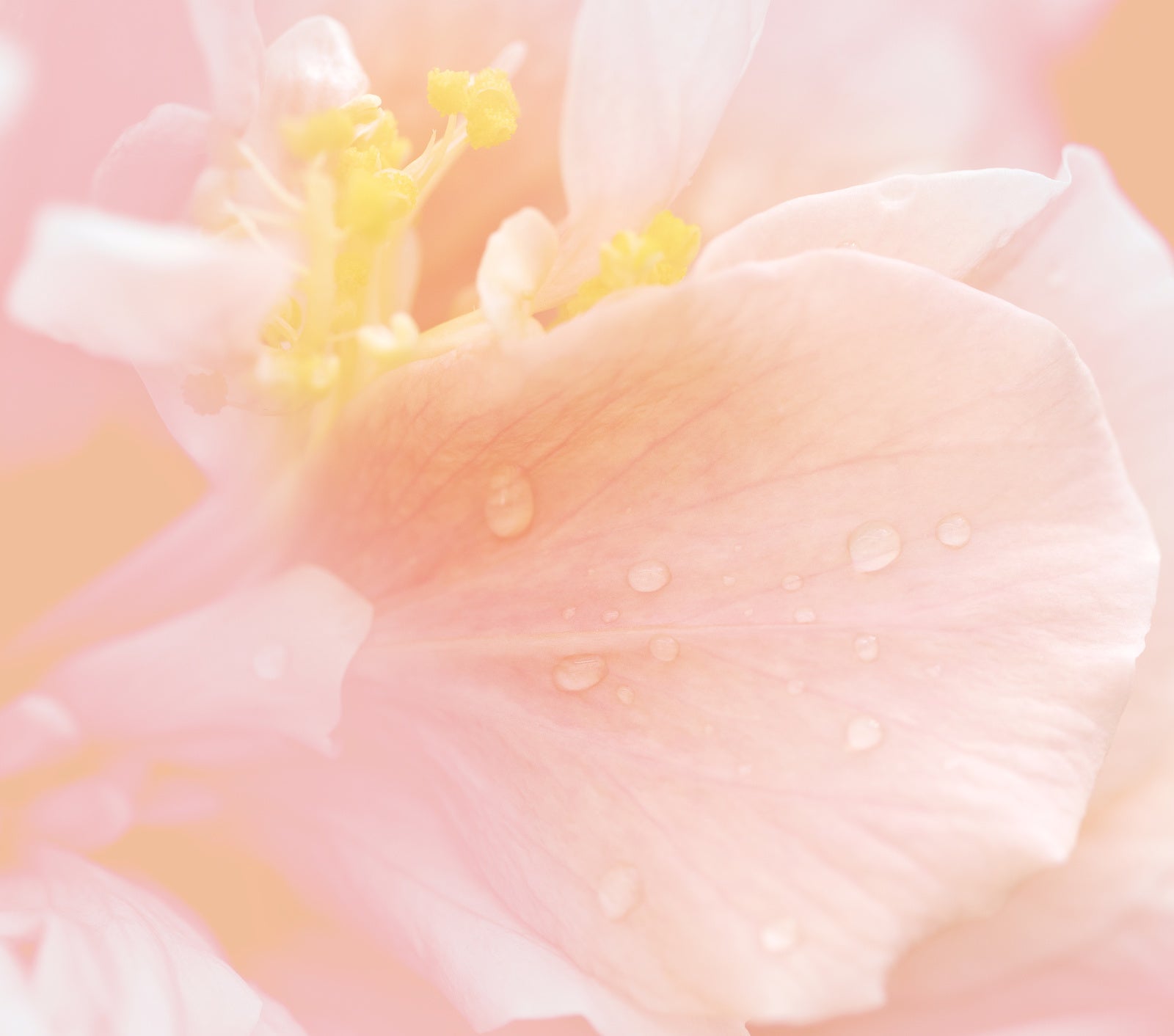 How Different Foods Negatively Affect The Skin - Part 2 | Ambrosia | Hong Kong