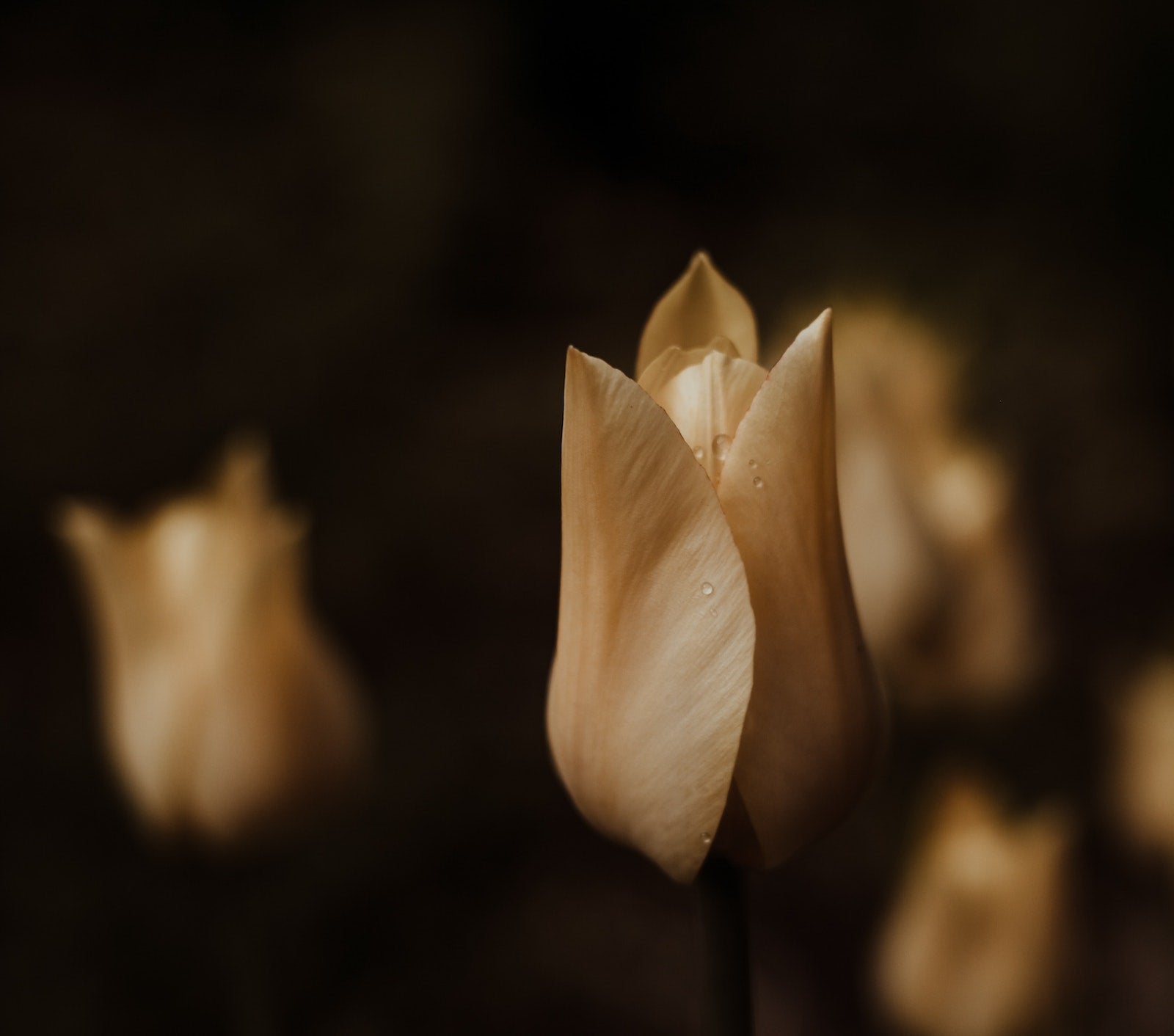 生髮、護髮、防脫髮終極指南