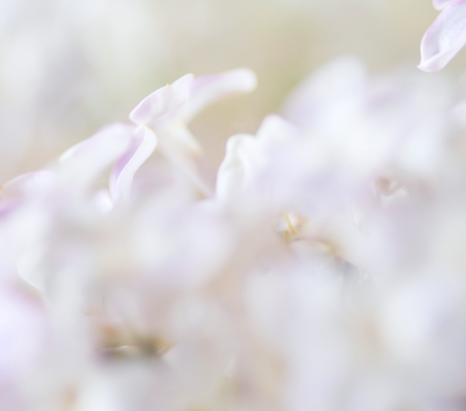 Ingredients To Avoid For Acne Skin | Ambrosia | Hong Kong