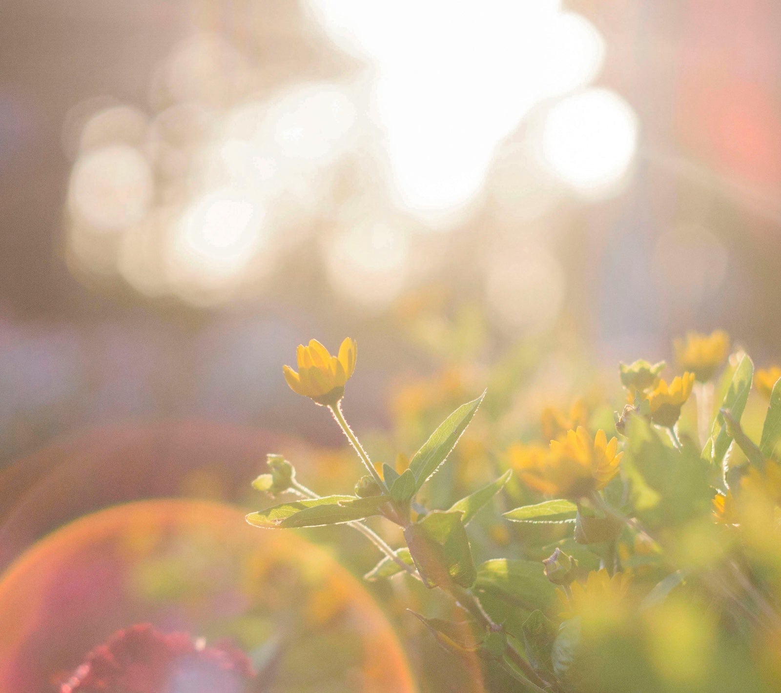 逆齡黃金標準：A醇如何從根源重塑年輕完美膚質