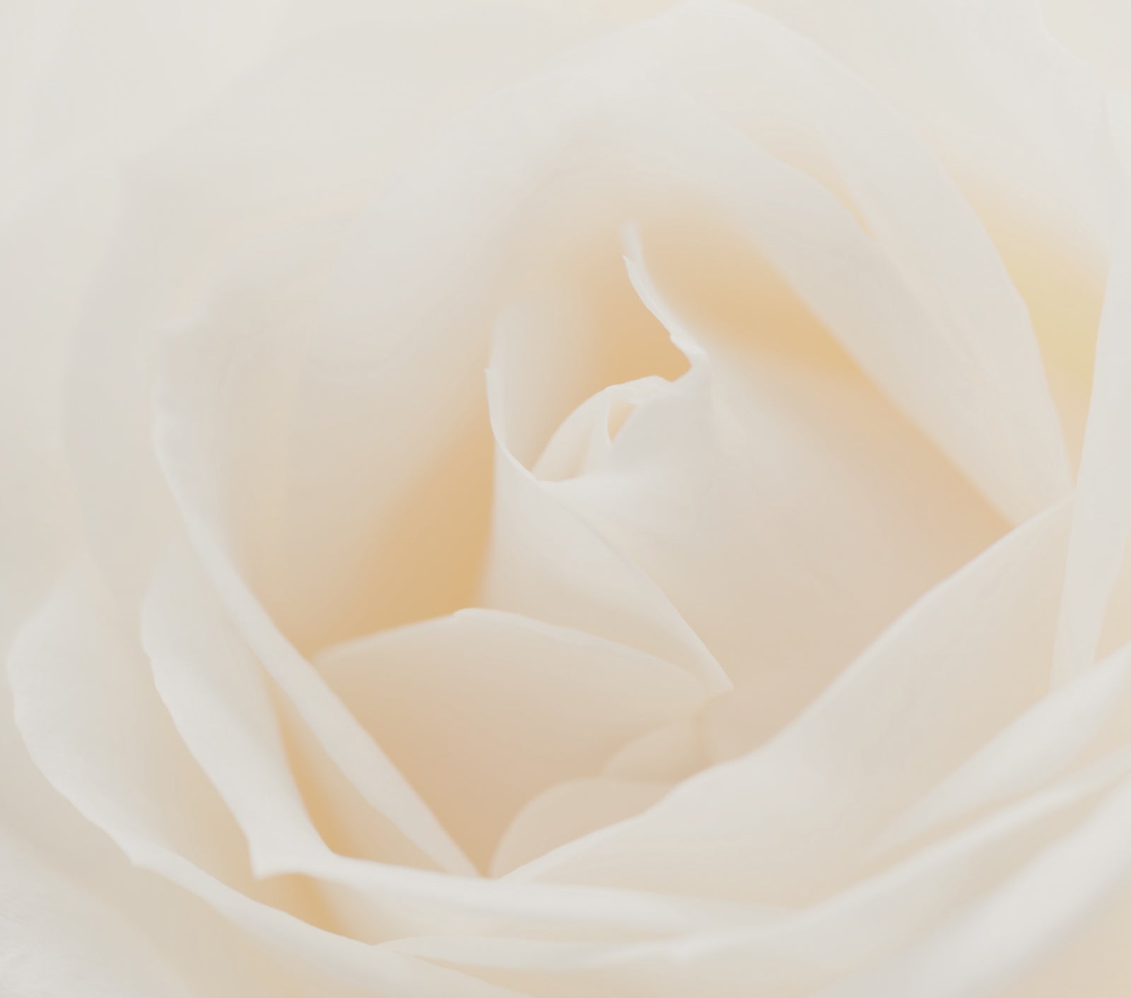 The Power of Roses For the Skin | Ambrosia | Hong Kong