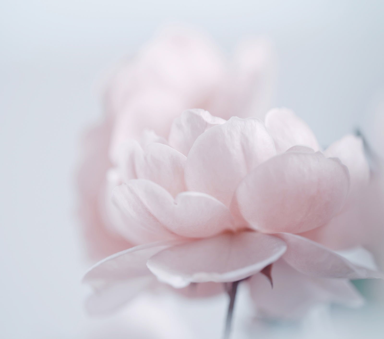 對皮膚有害 vs. 有益的酒精