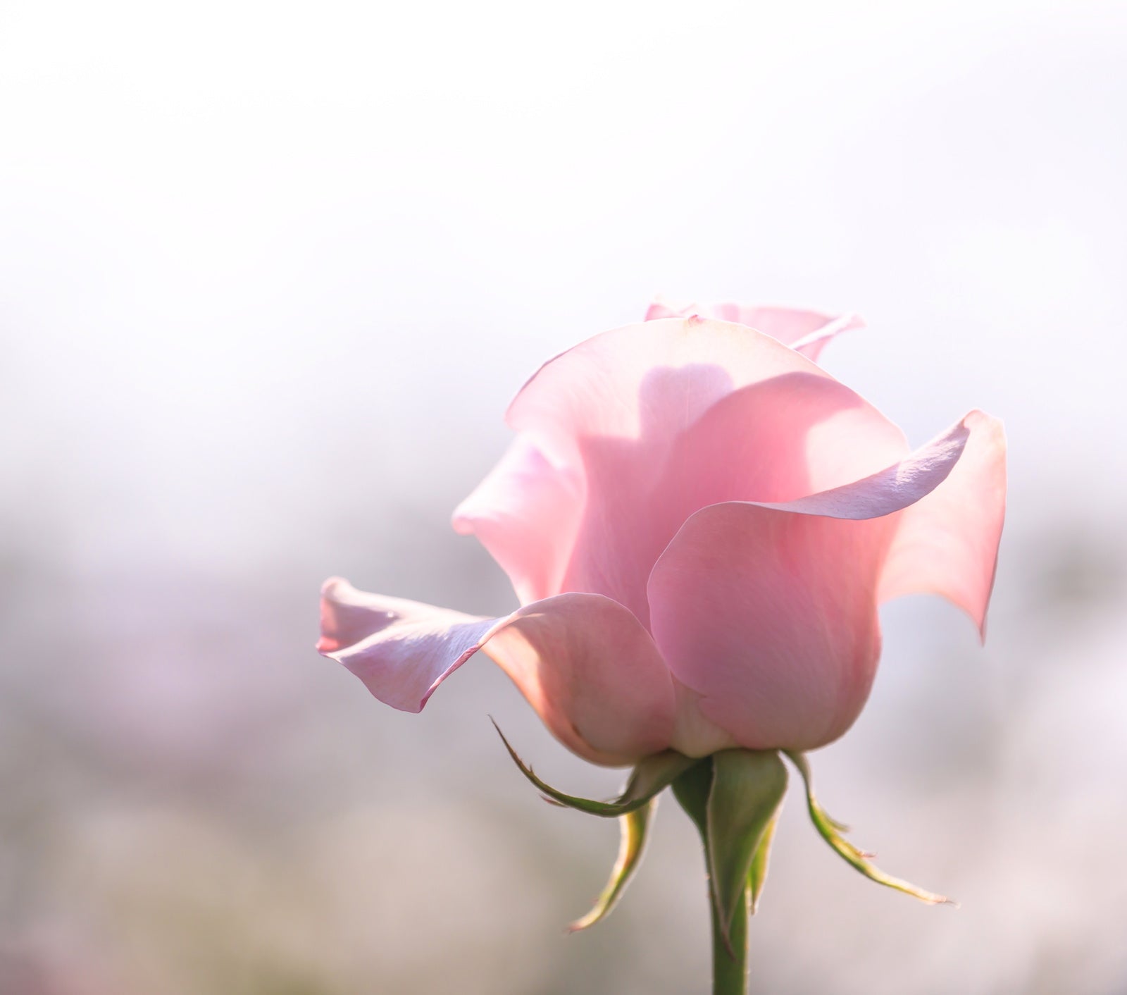 Ingredient Spotlight: Vitamin D | Ambrosia | Hong Kong