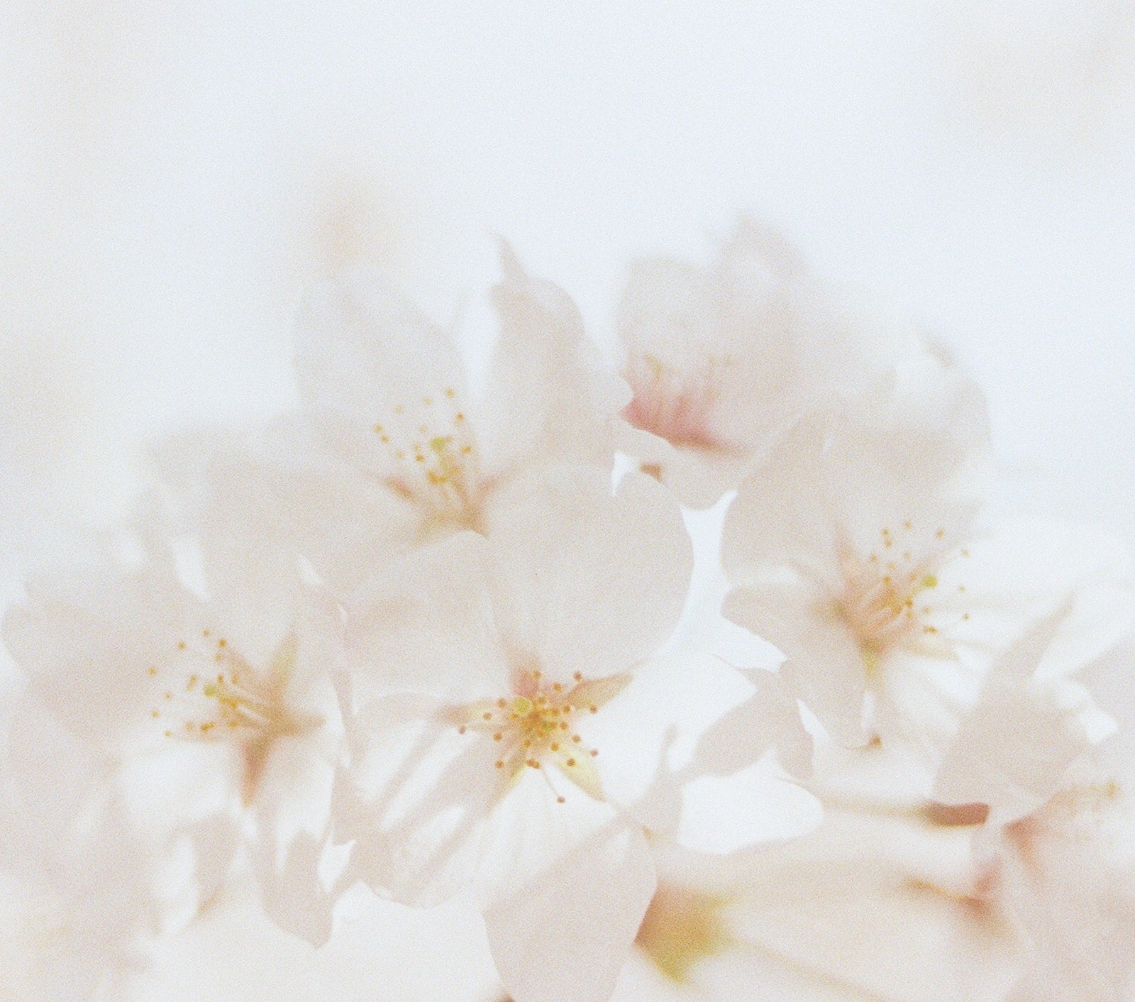 Sodium Ascorbyl Phosphate (Vitamin C) in Skincare | Ambrosia | Hong Kong