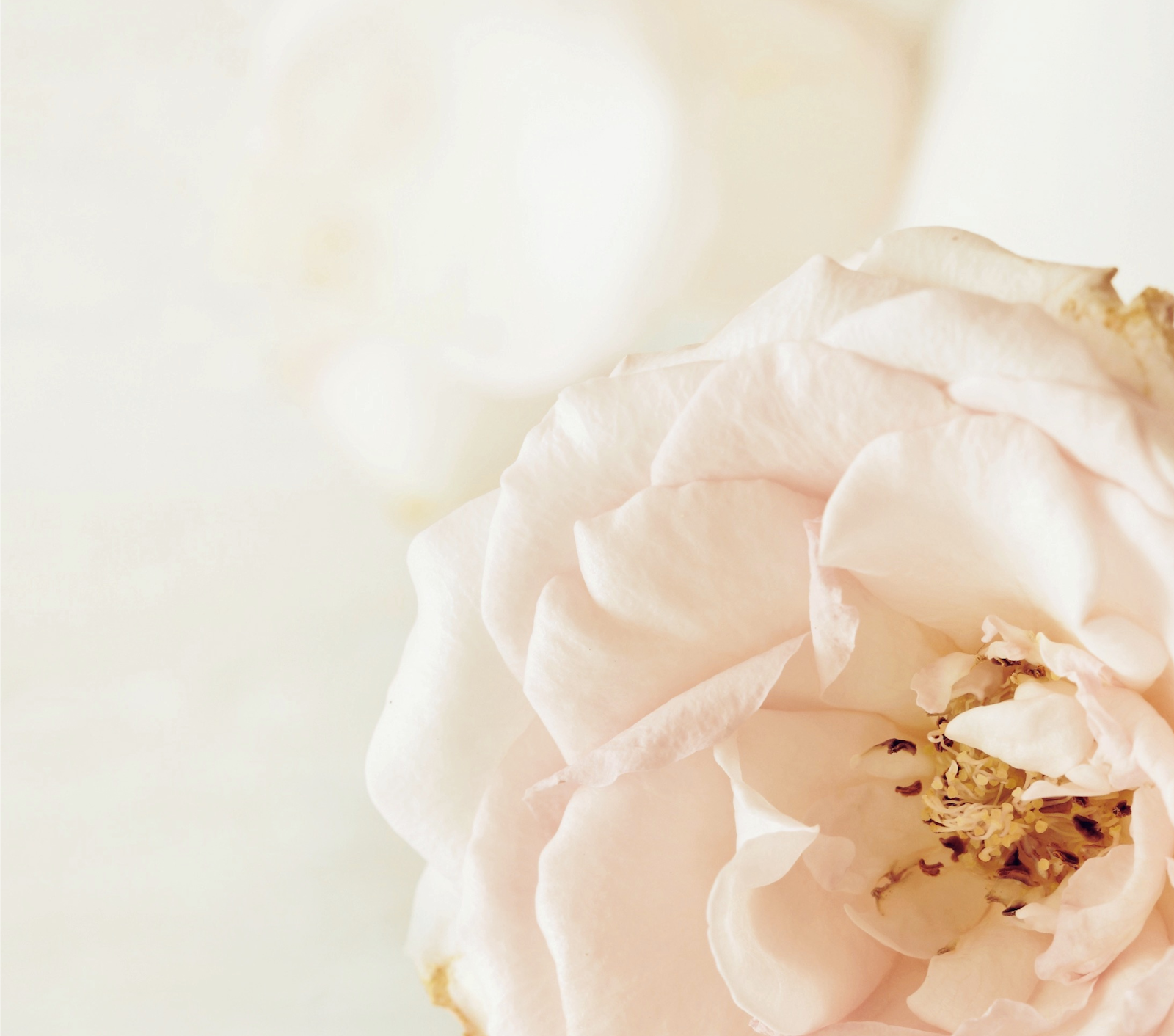 肌斷食全解構：原理、效果、適合膚質