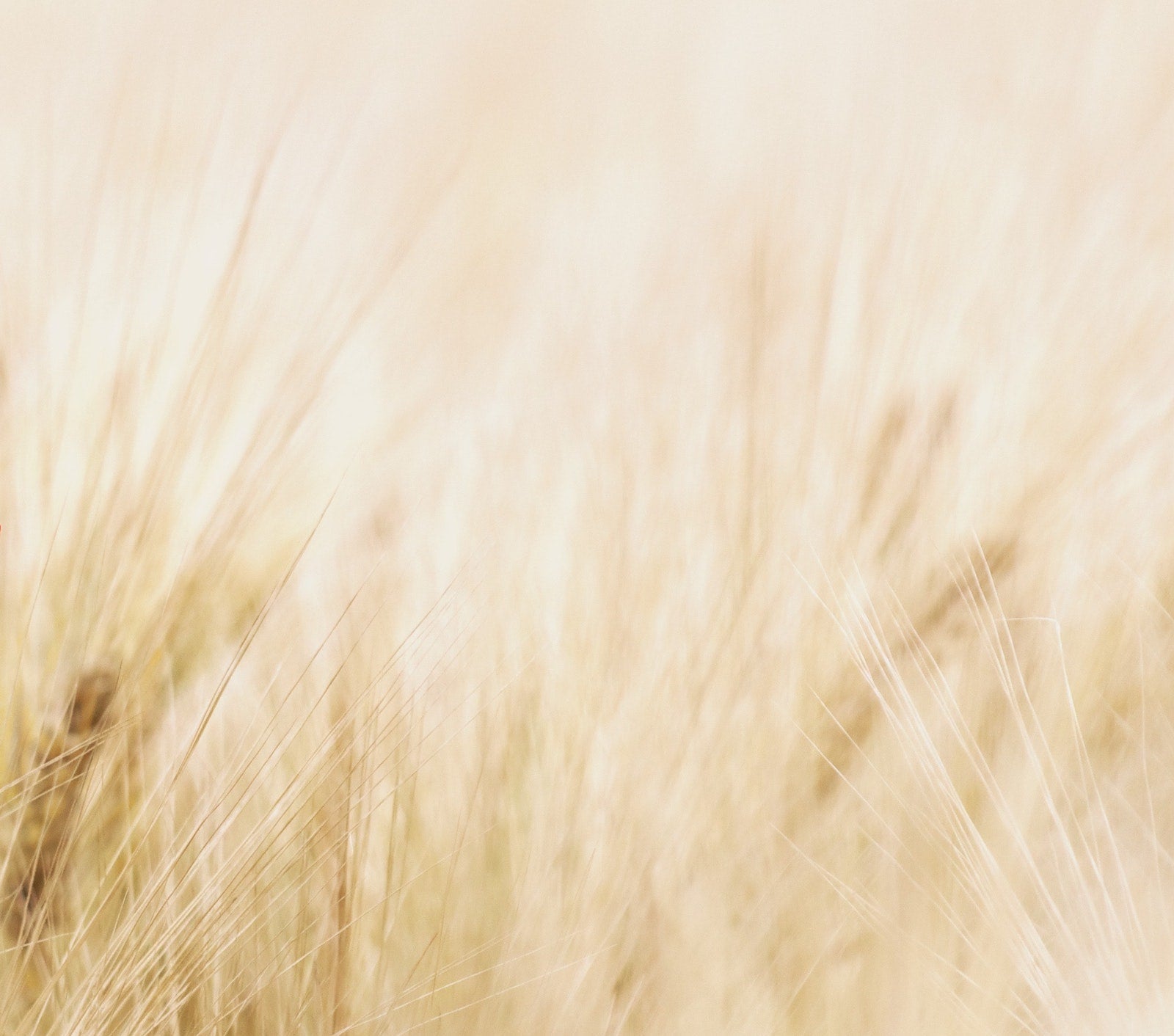 The Hydrating, Anti-Inflammatory Sodium PCA | Ambrosia | Hong Kong