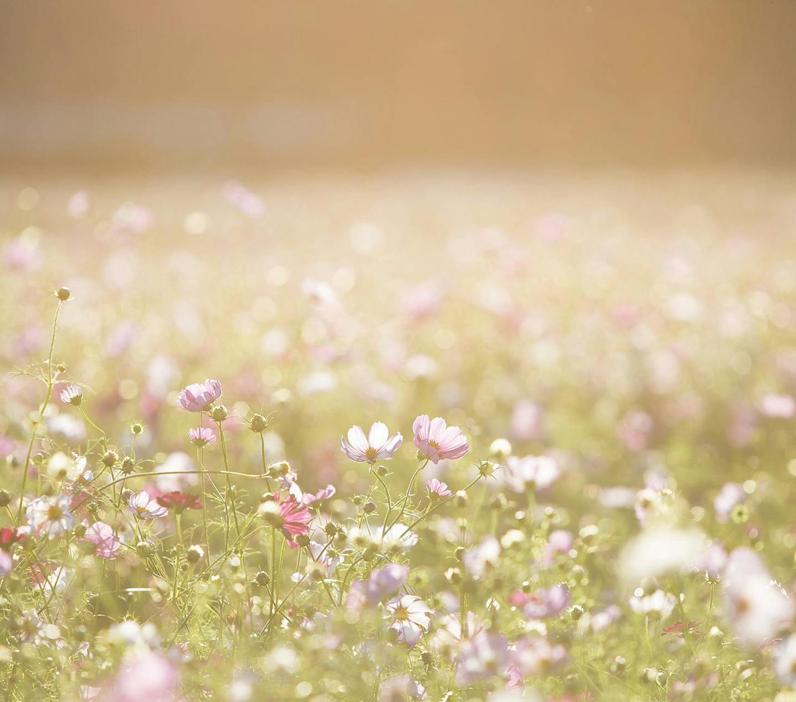 您有沒有「高糖臉」？糖分對皮膚和外貌的影響