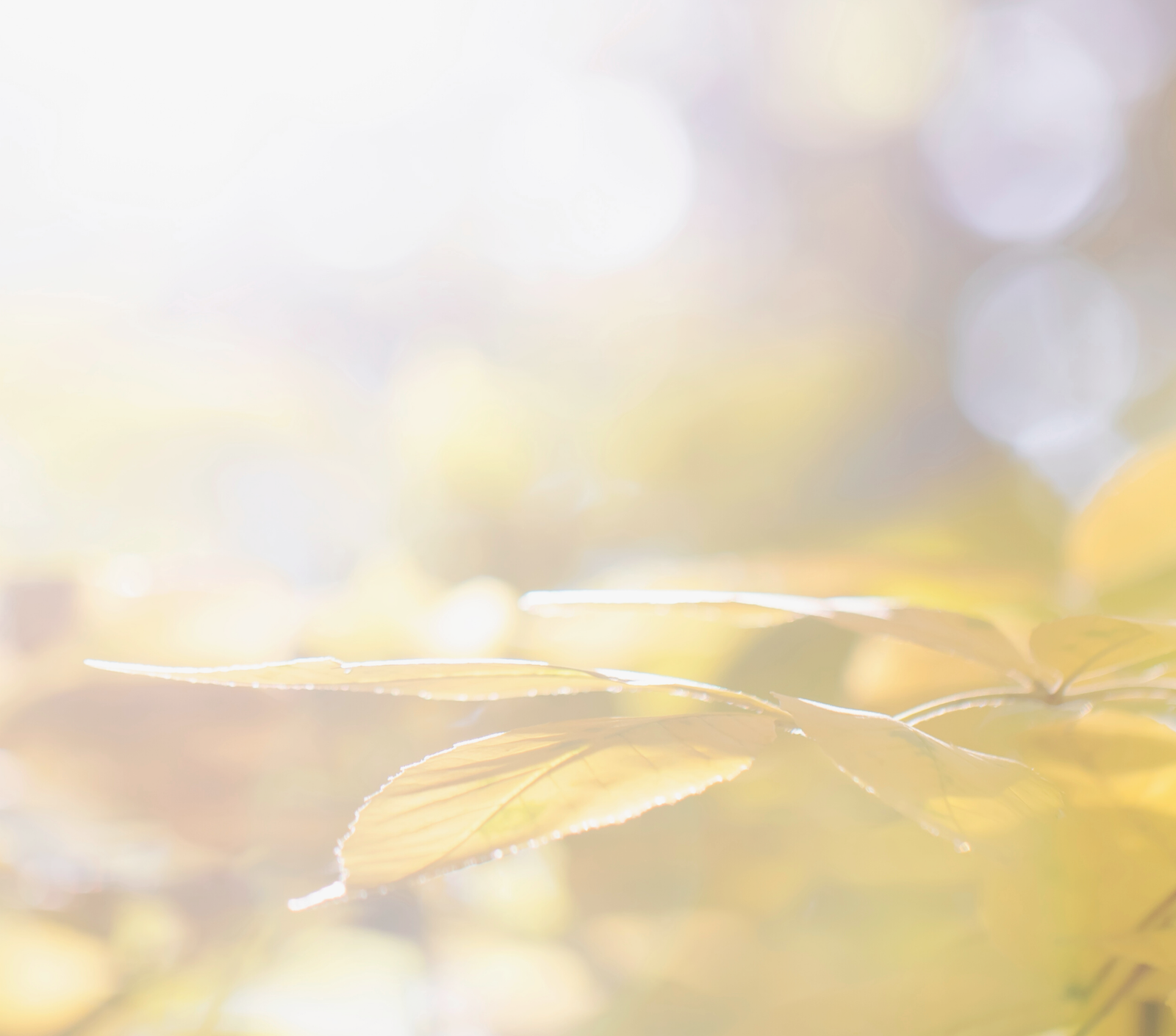 夏季 5 種精華油用法養出發亮美肌