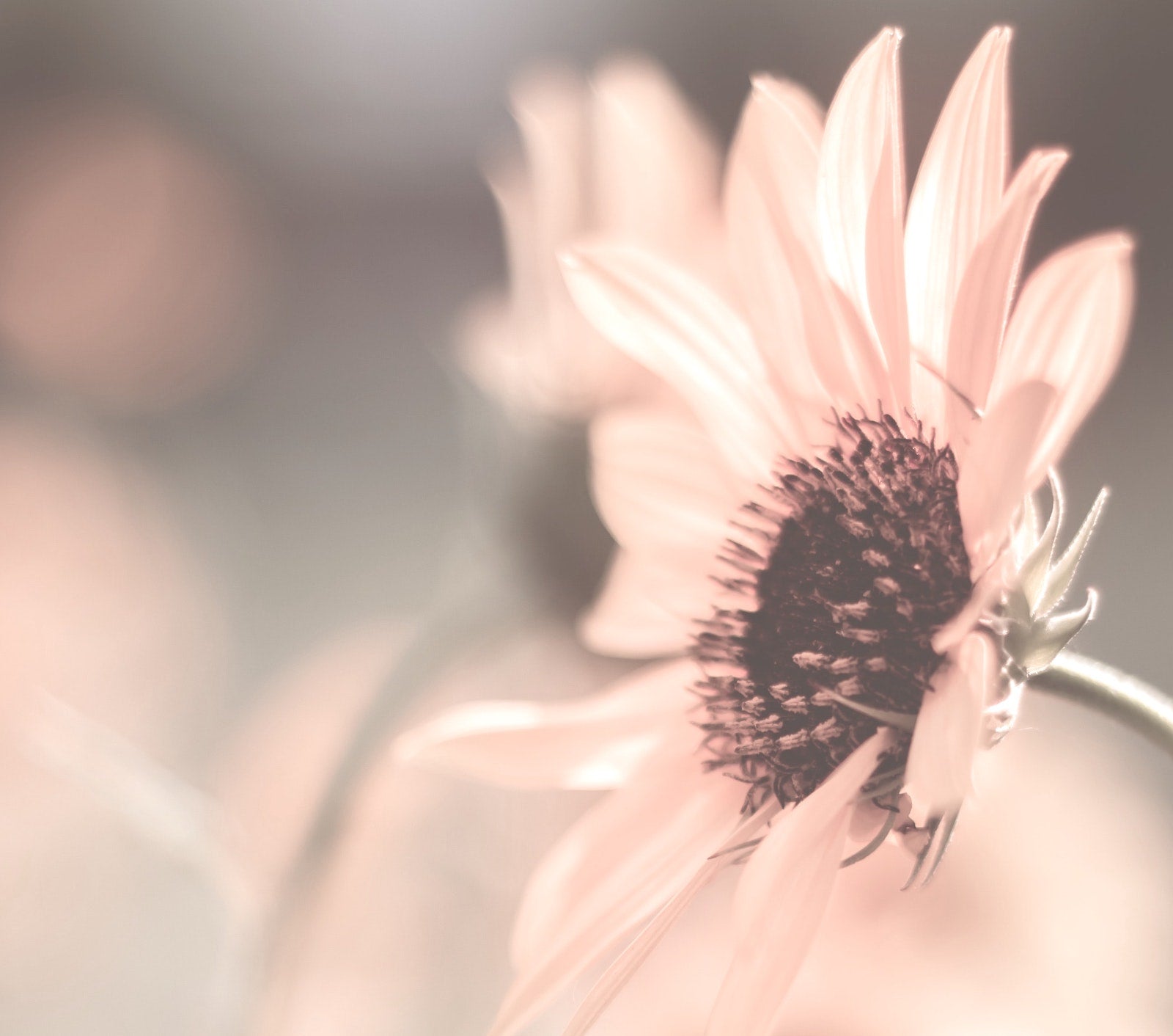 6 Skin Benefits of Sunflower Seed Oil | Ambrosia | Hong Kong