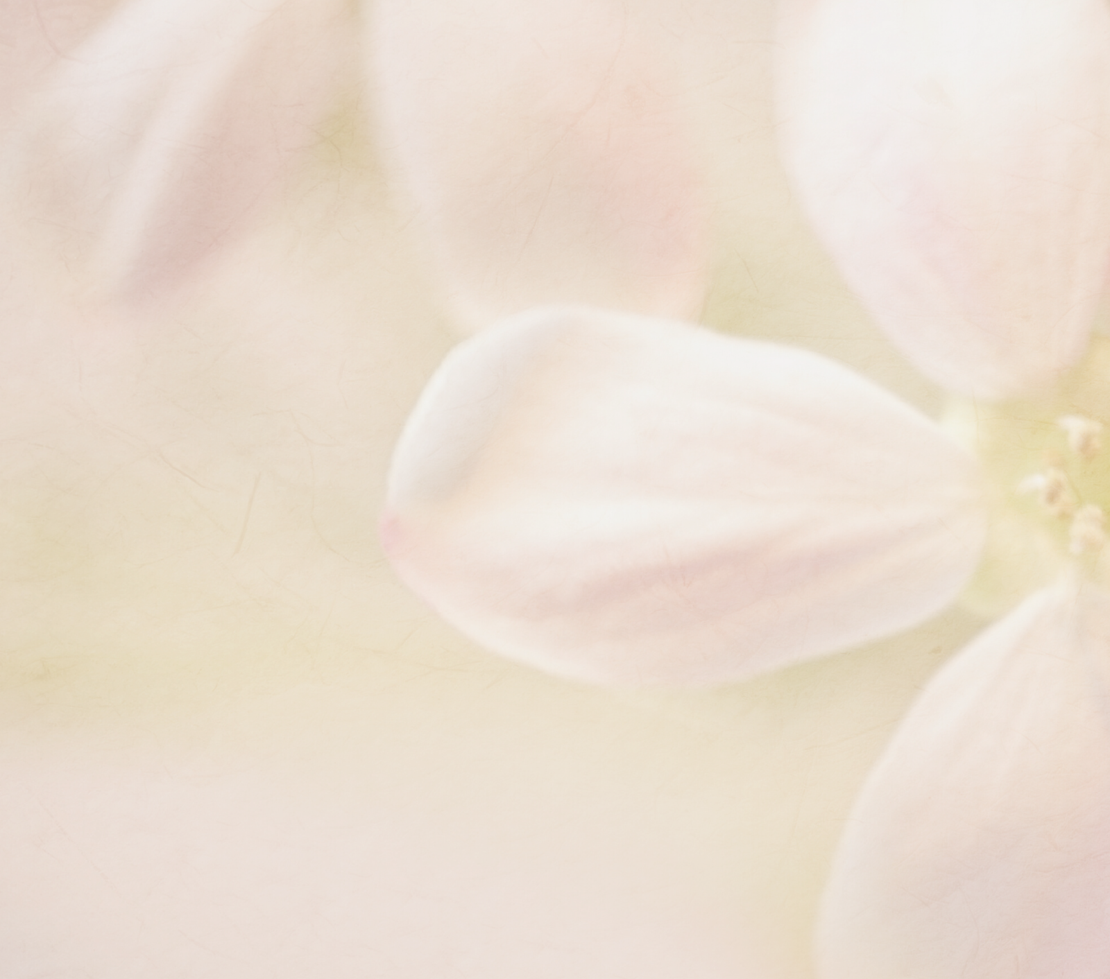 什麼是自由基？為何所有皮膚均需要抗氧化物？