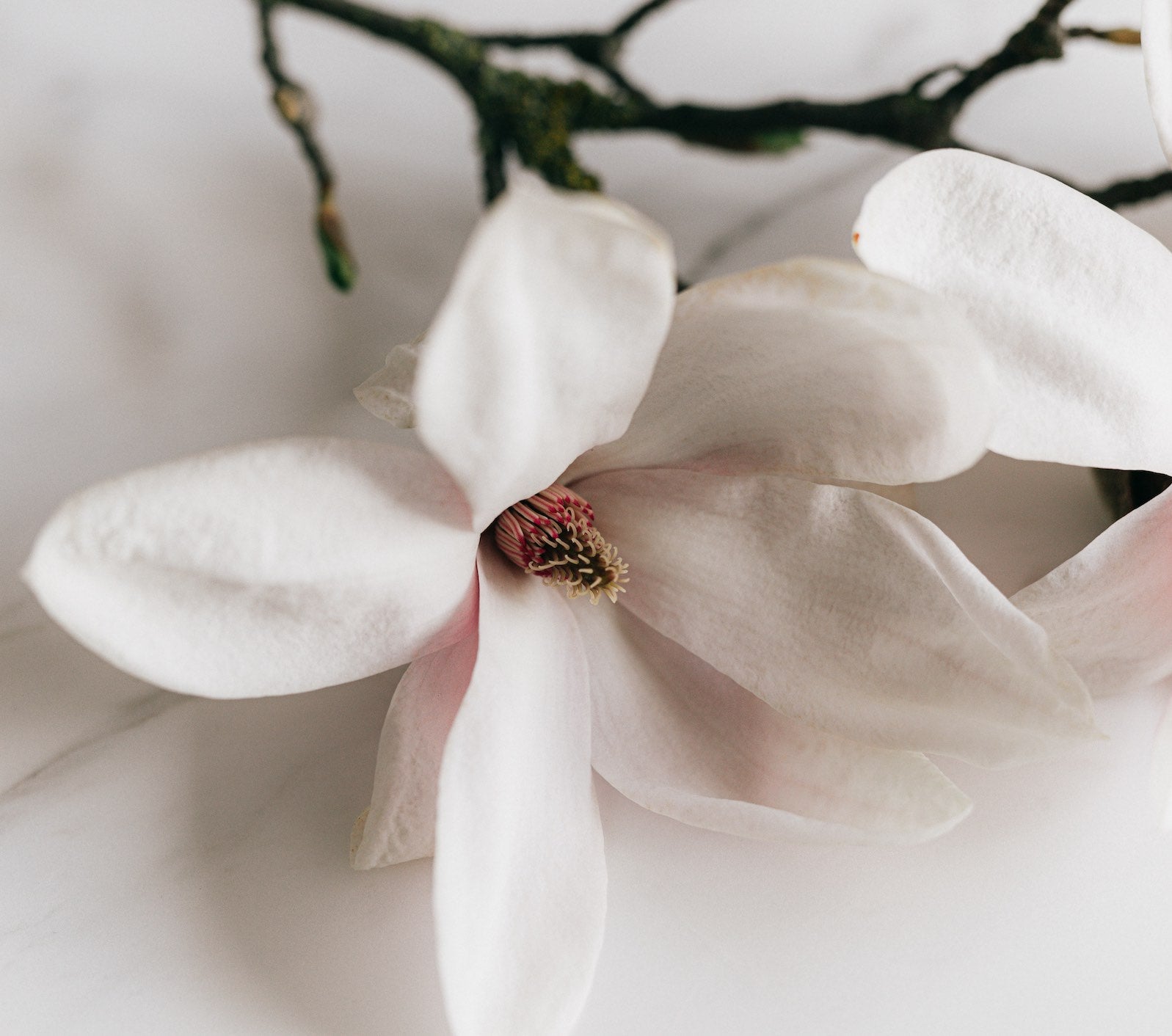 Everything You Want To Know About Niacinamide | Ambrosia | Hong Kong