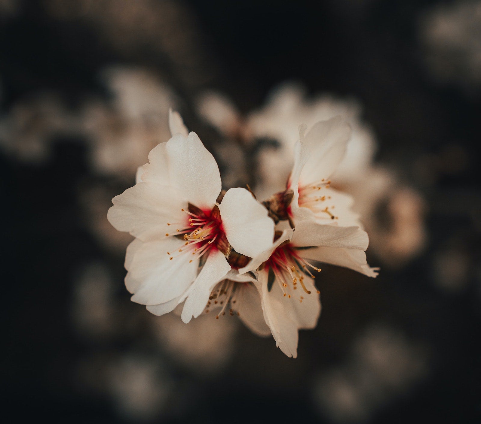 Myths About Changing Skincare Routine & DIY Skincare | Ambrosia | HK