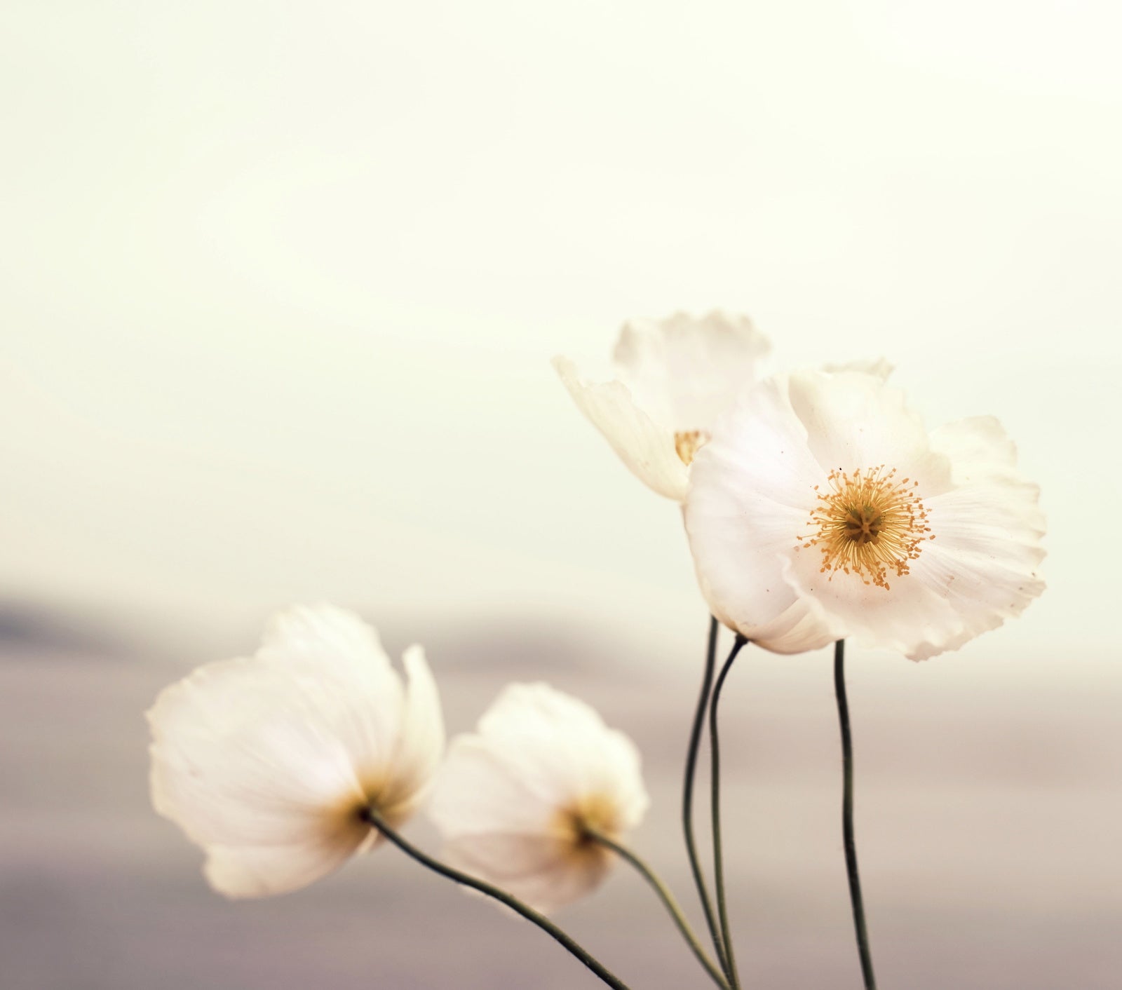 High Concentration Doesn't Equal High Efficacy In Skincare | Ambrosia | Hong Kong