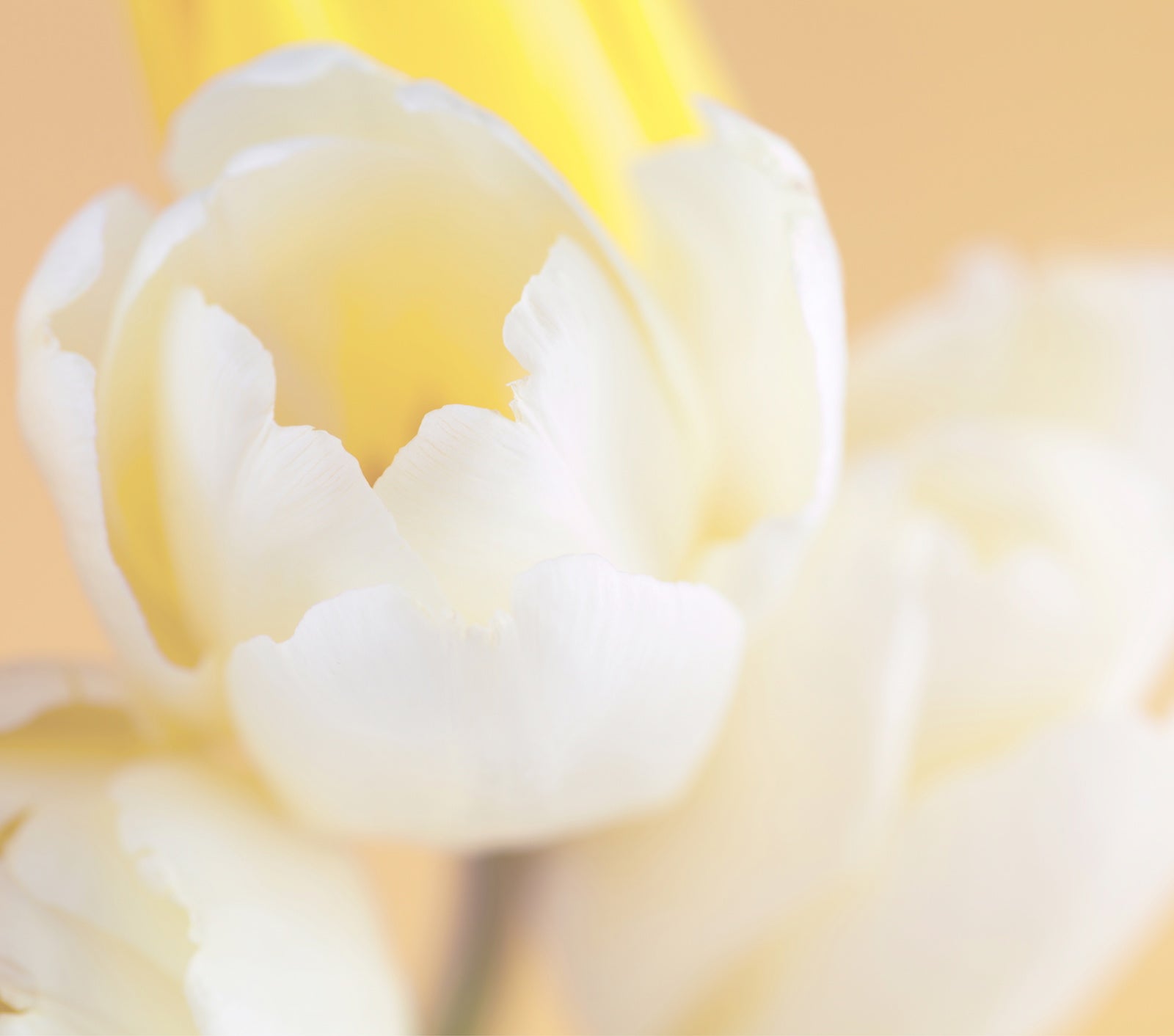 Ingredient Spotlight: Retinol | Ambrosia | Hong Kong