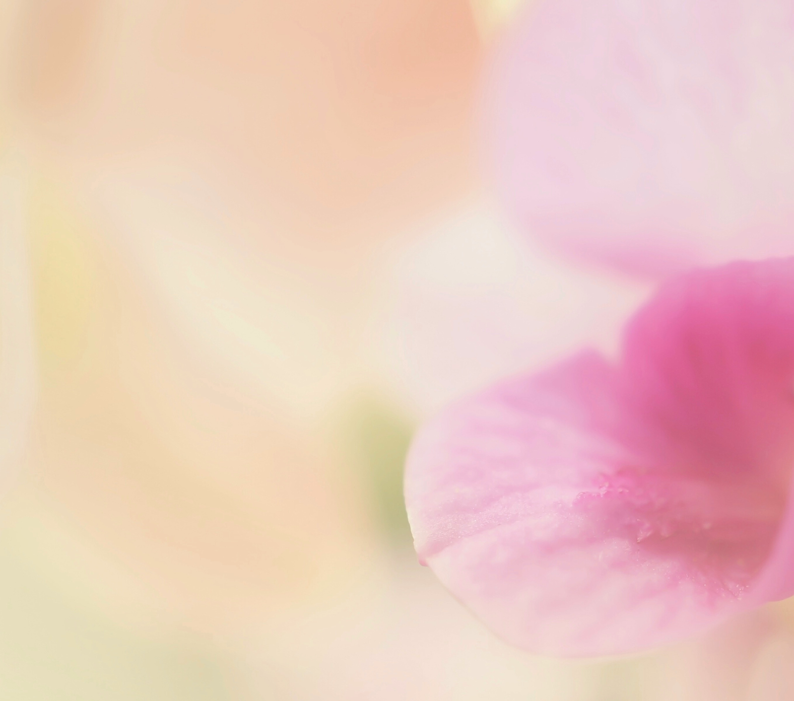 保濕抗炎抗老首先要補油！精華油的重要性