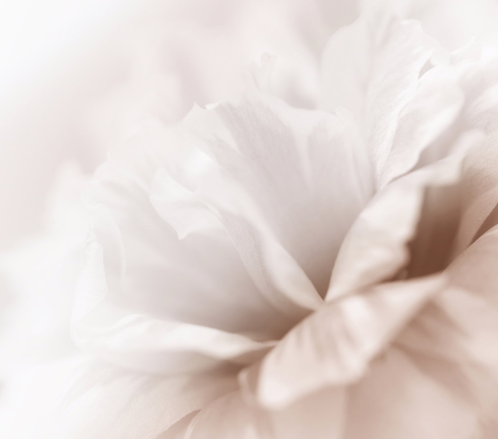 暗瘡性、老化、敏感皮膚的好朋友——柳樹皮萃取