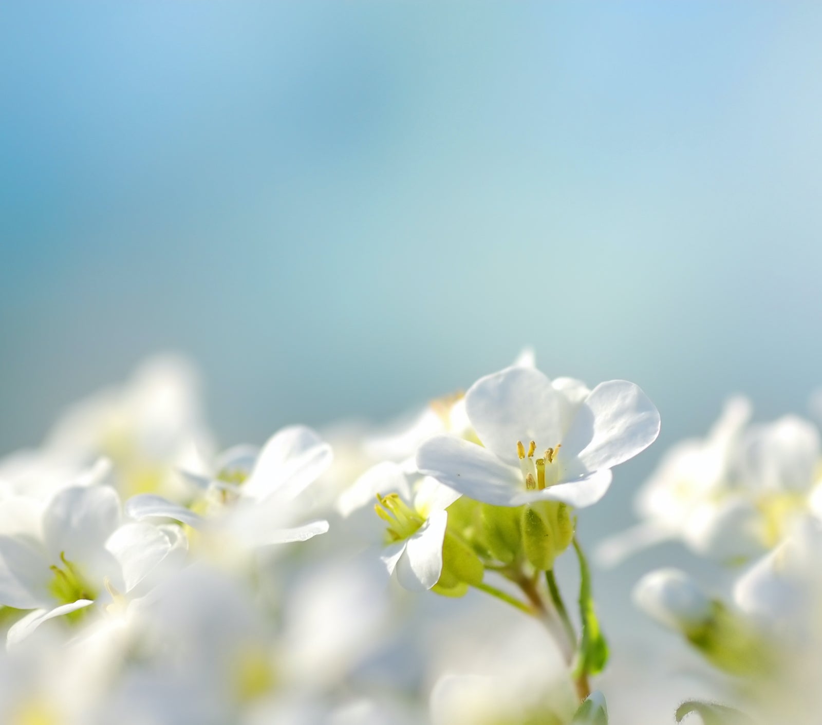 How Beta-Glucan Hydrates, Soothes & Slows Aging | Ambrosia | Hong Kong